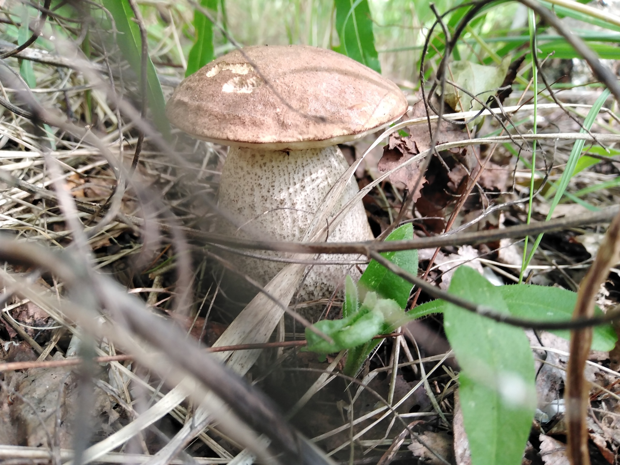 Last year's mushroom hunt - My, Nature, Mushrooms, Mushroom pickers, Longpost