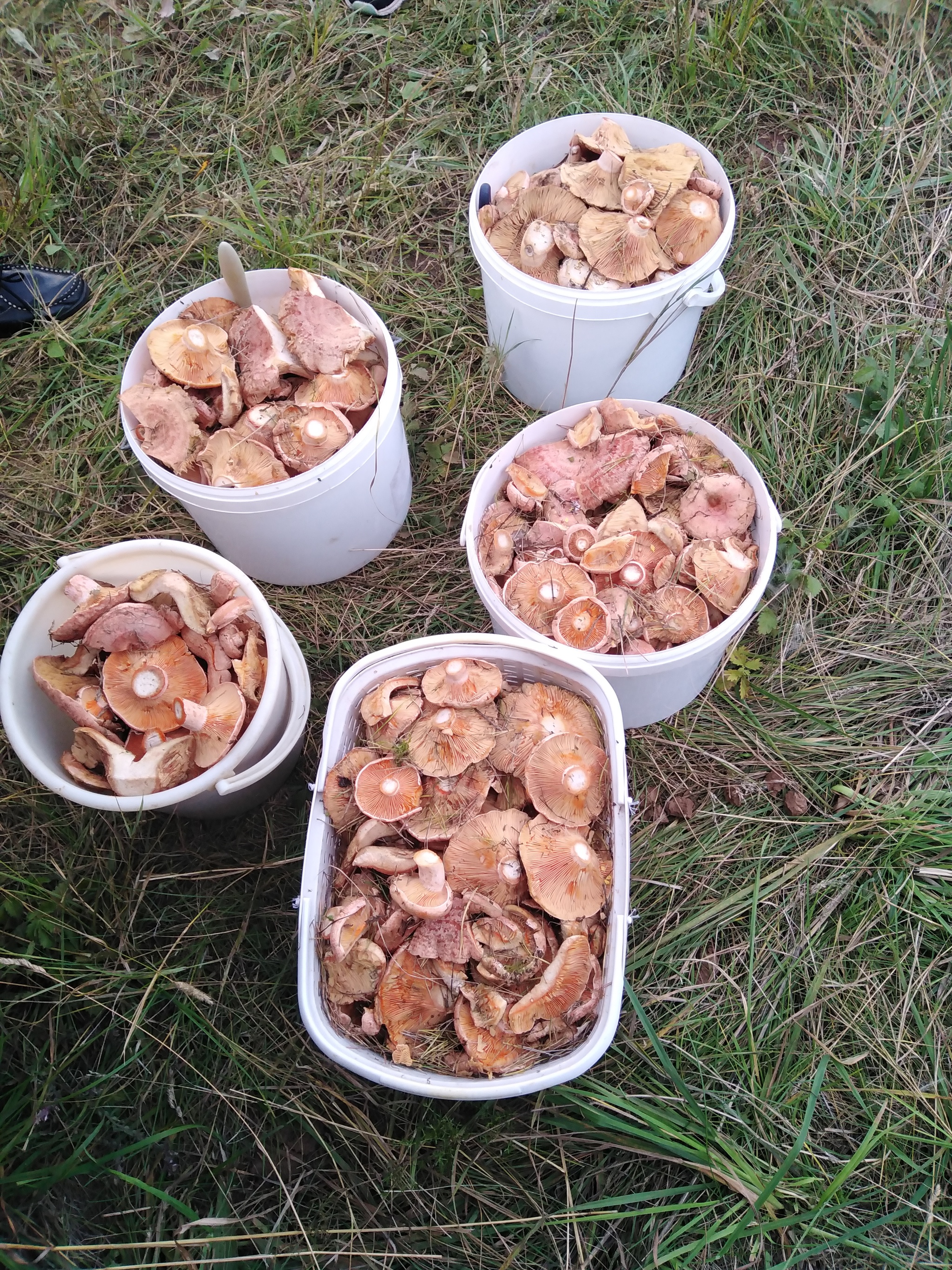 Last year's mushroom hunt - My, Nature, Mushrooms, Mushroom pickers, Longpost