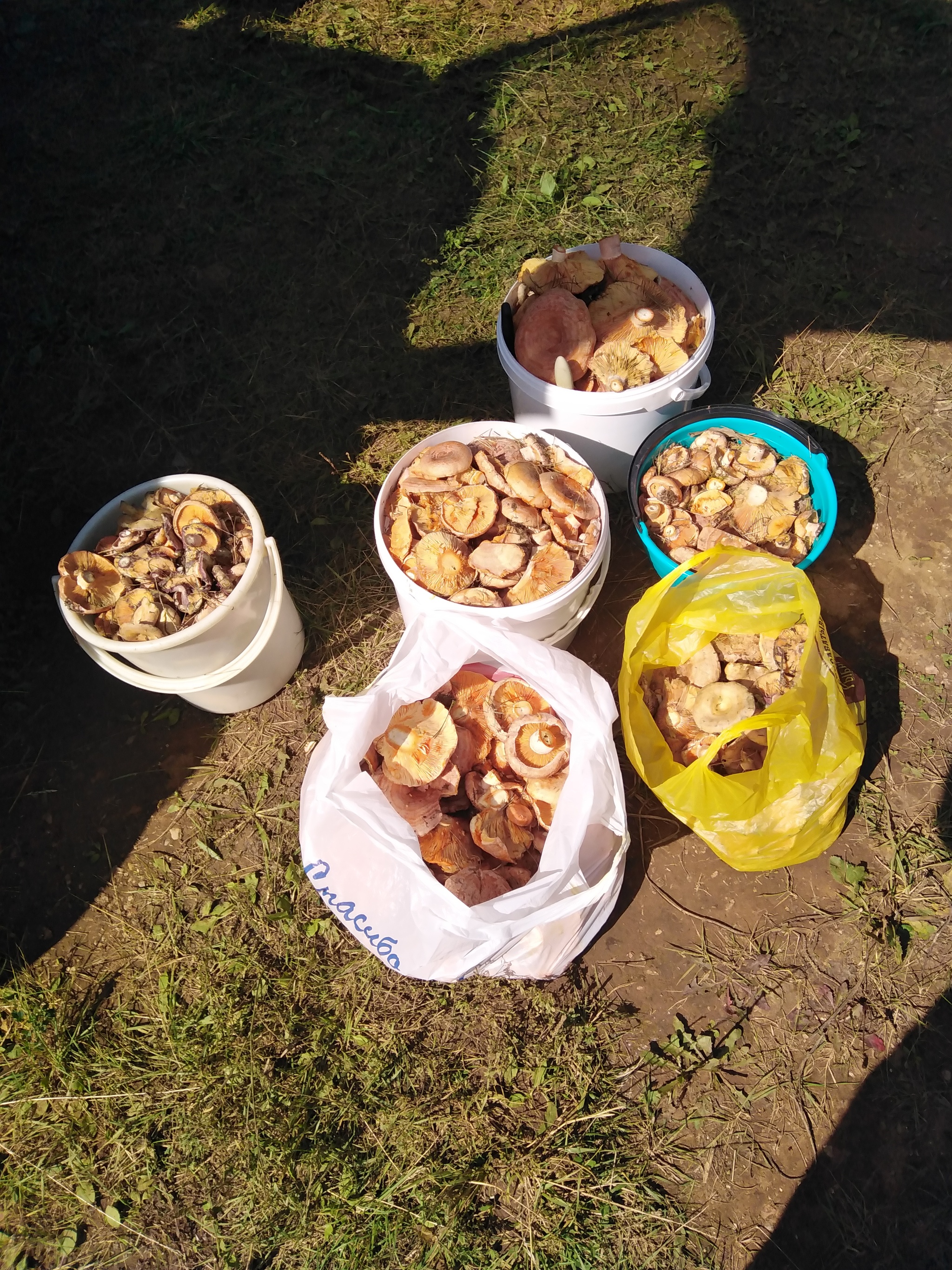 Last year's mushroom hunt - My, Nature, Mushrooms, Mushroom pickers, Longpost