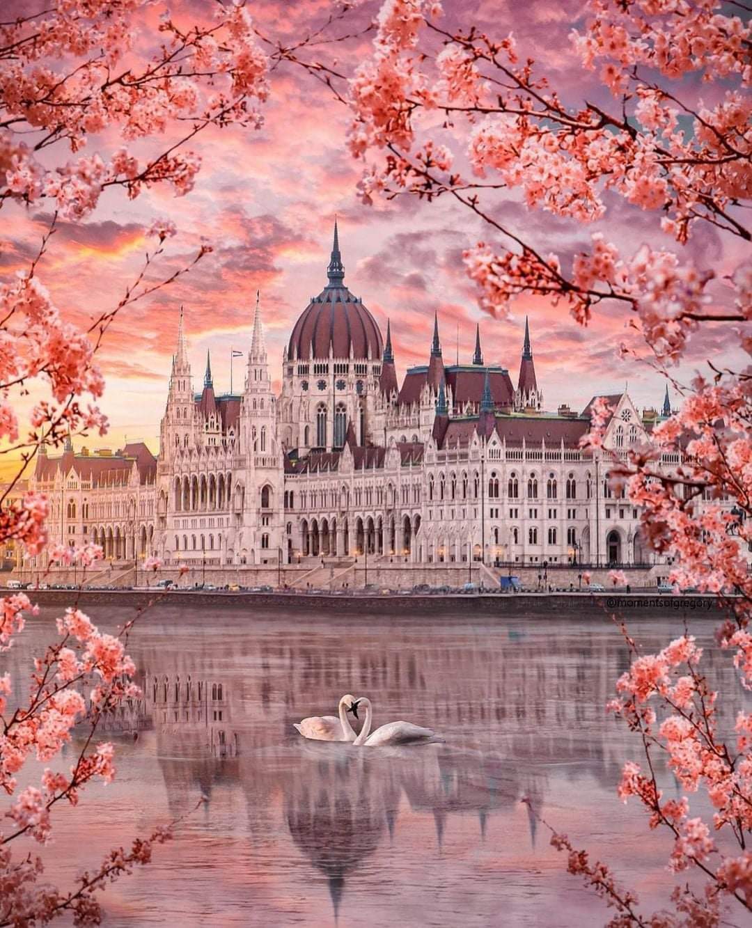 Hungarian Parliament building - Budapest, Hungary, Swans, The photo