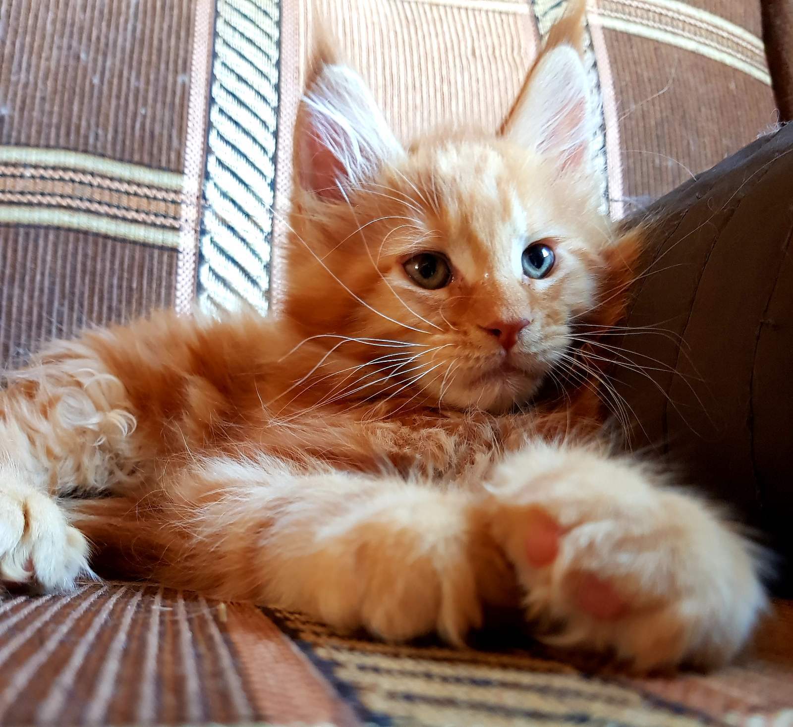 Maine Coon kittens for sale - My, Maine Coon, cat, Longpost