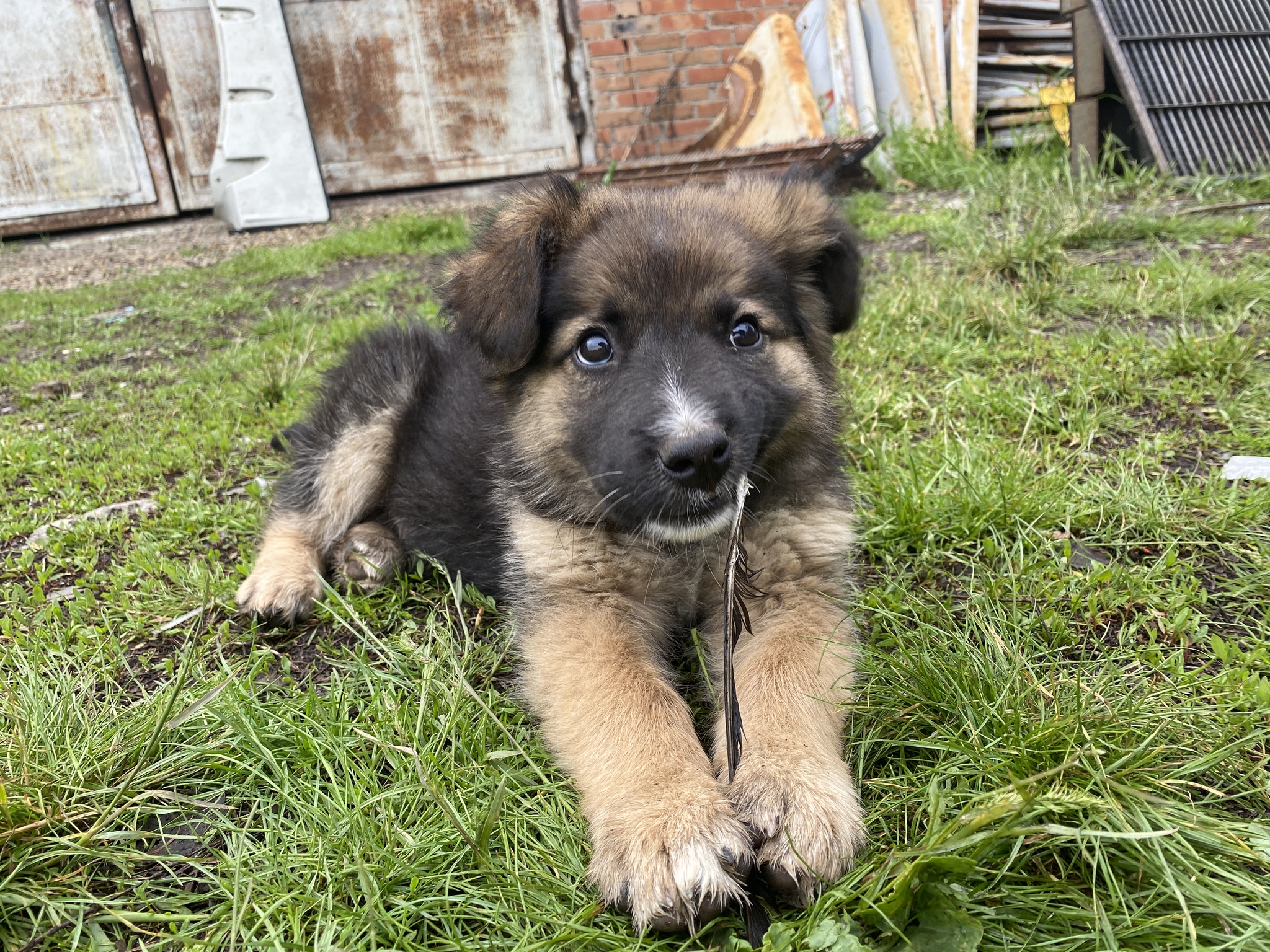 Puppy in good hands - My, Puppies, Homeless animals, Caucasian Shepherd Dog, Dog, In good hands, Longpost, No rating, Krasnodar