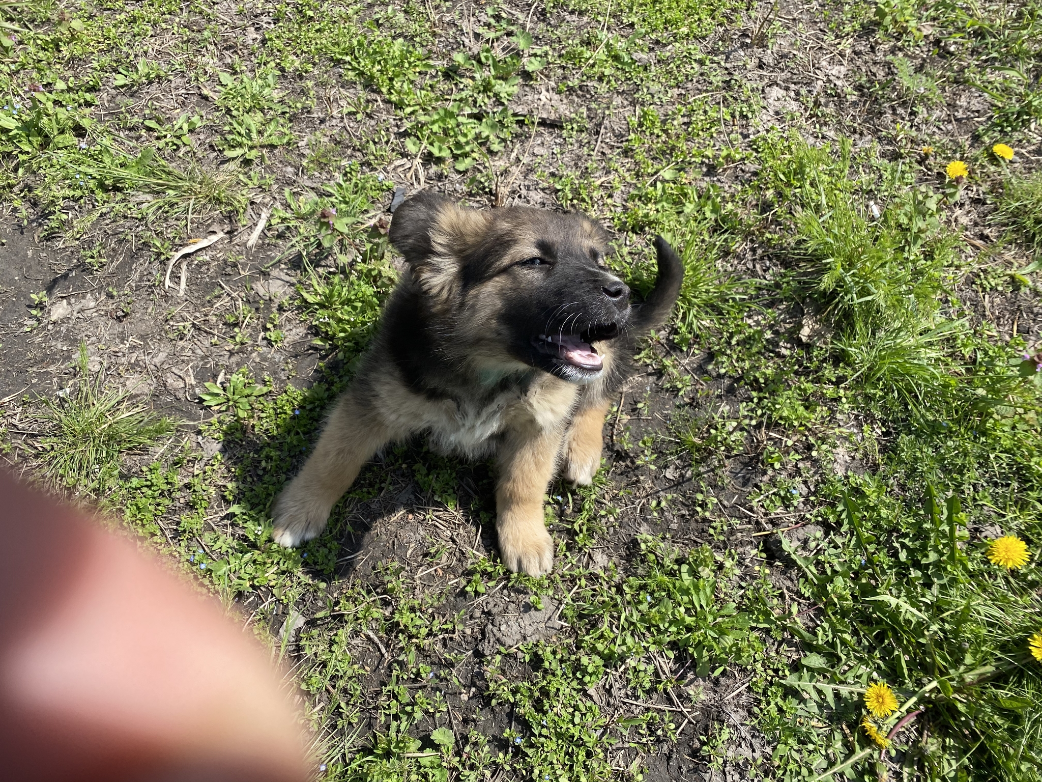 Puppy in good hands - My, Puppies, Homeless animals, Caucasian Shepherd Dog, Dog, In good hands, Longpost, No rating, Krasnodar