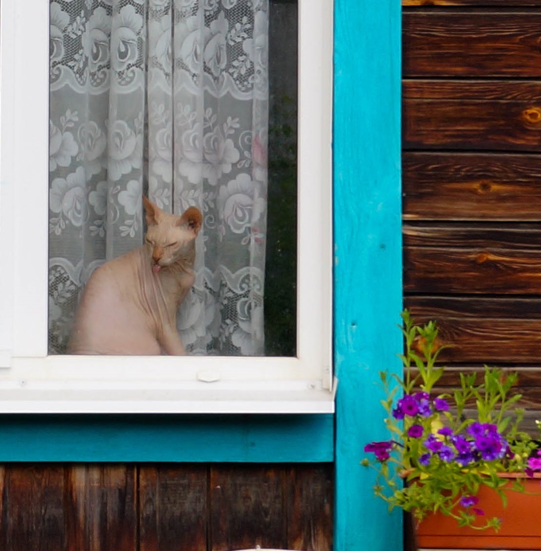 Kitty from Tomsk - My, cat, Window, Flowers, Tomsk, Sphinx, Wooden house