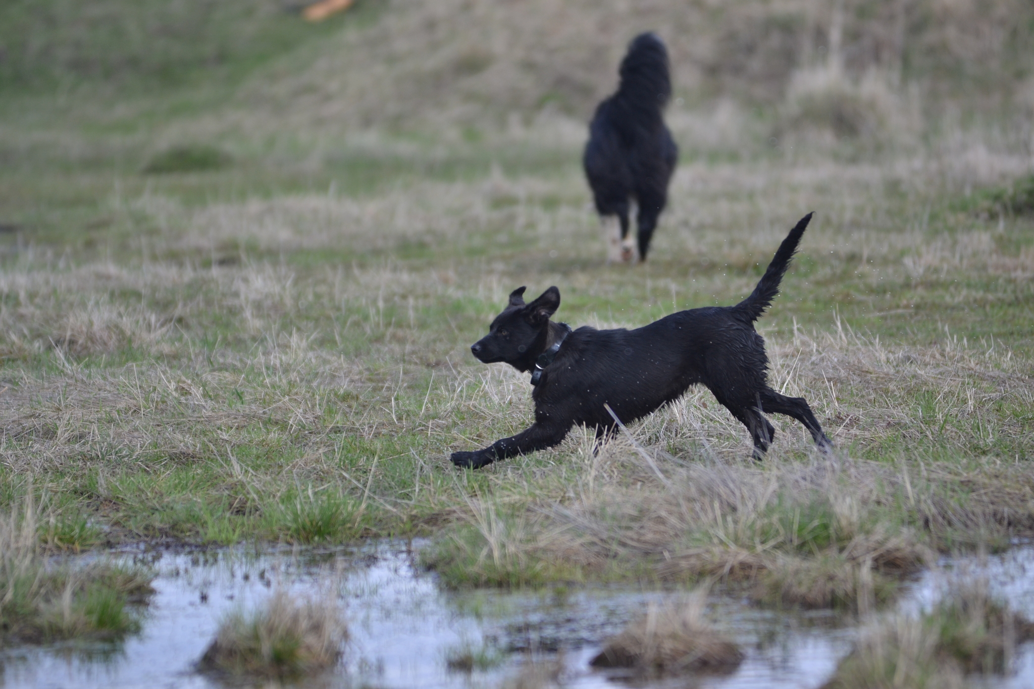 How I trained black puppies to walk in the field - Dog, Puppies, Walk, Field, Video, Longpost