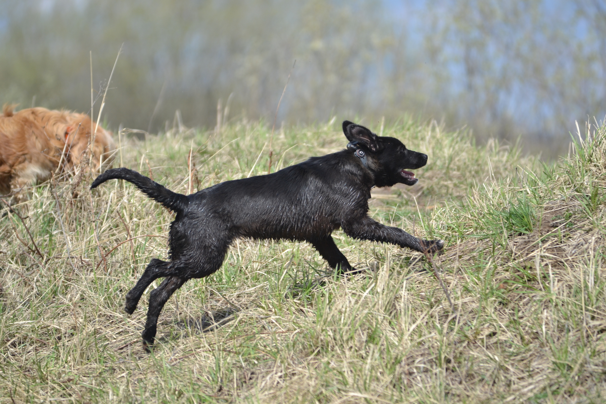 How I trained black puppies to walk in the field - Dog, Puppies, Walk, Field, Video, Longpost