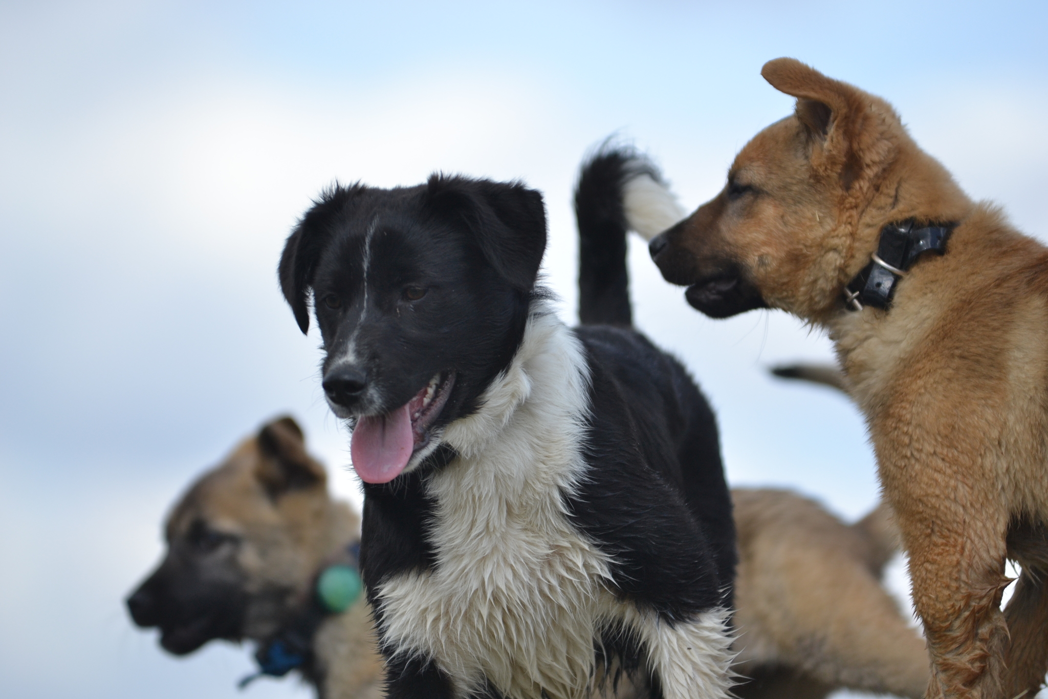 How I trained black puppies to walk in the field - Dog, Puppies, Walk, Field, Video, Longpost