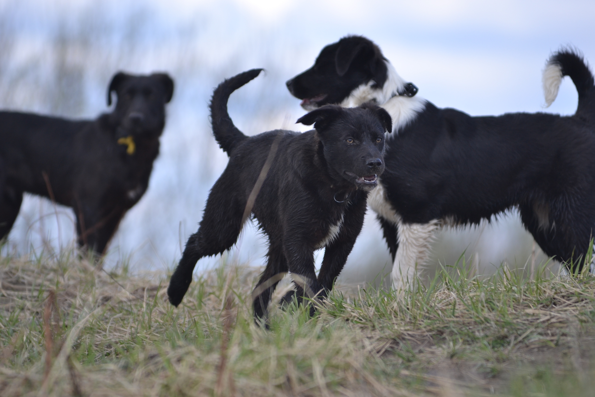 How I trained black puppies to walk in the field - Dog, Puppies, Walk, Field, Video, Longpost