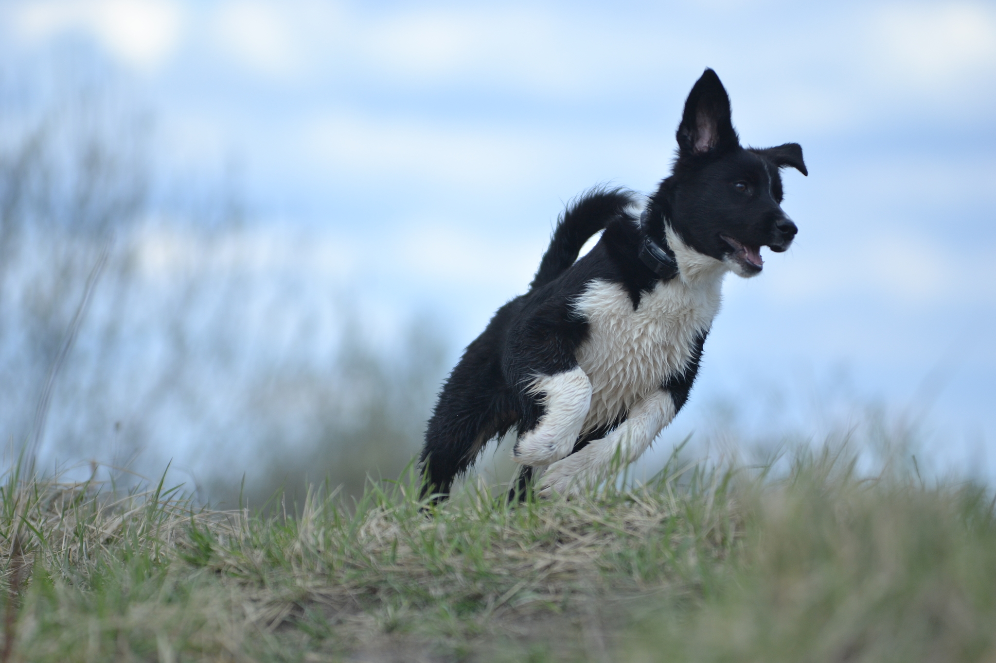 How I trained black puppies to walk in the field - Dog, Puppies, Walk, Field, Video, Longpost