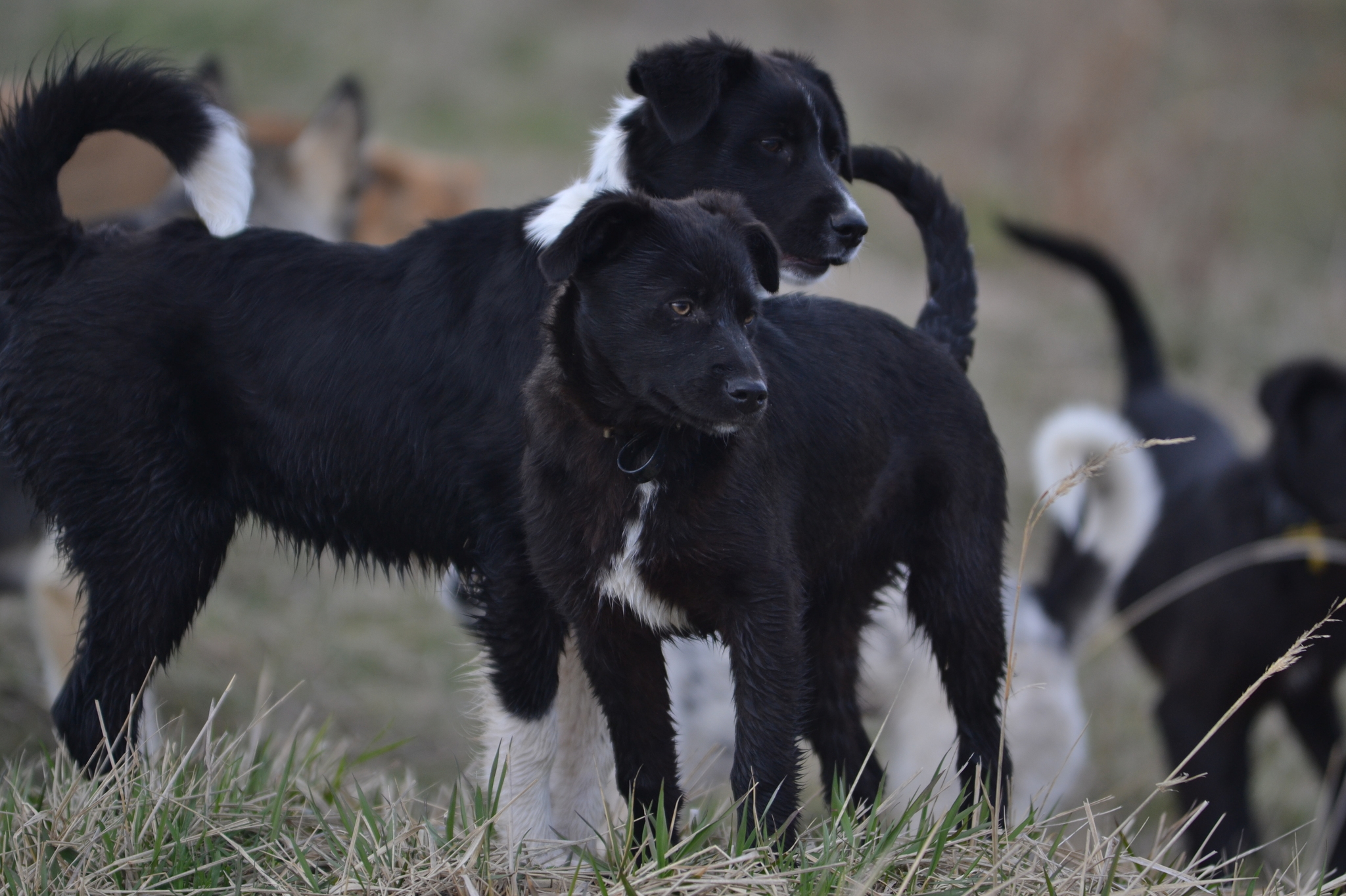 How I trained black puppies to walk in the field - Dog, Puppies, Walk, Field, Video, Longpost