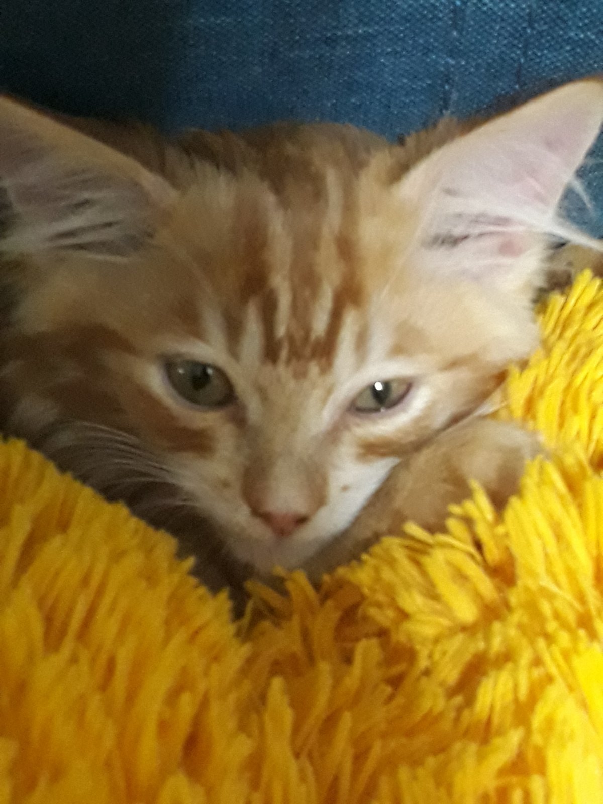 Another golden cotriever has found a home! - My, cat, Homeless animals, Found a home