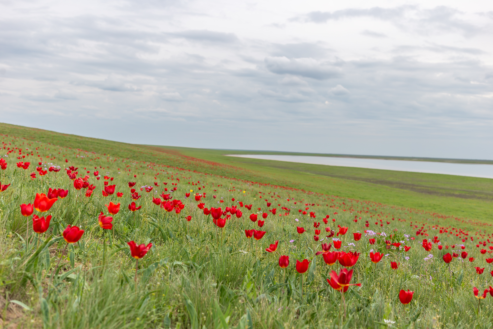 The land of tulips - the banks of Manych - My, Tulip Festival, Tulips, Spring, 2021, Travel across Russia, The photo, Lake, Rostov region, Longpost