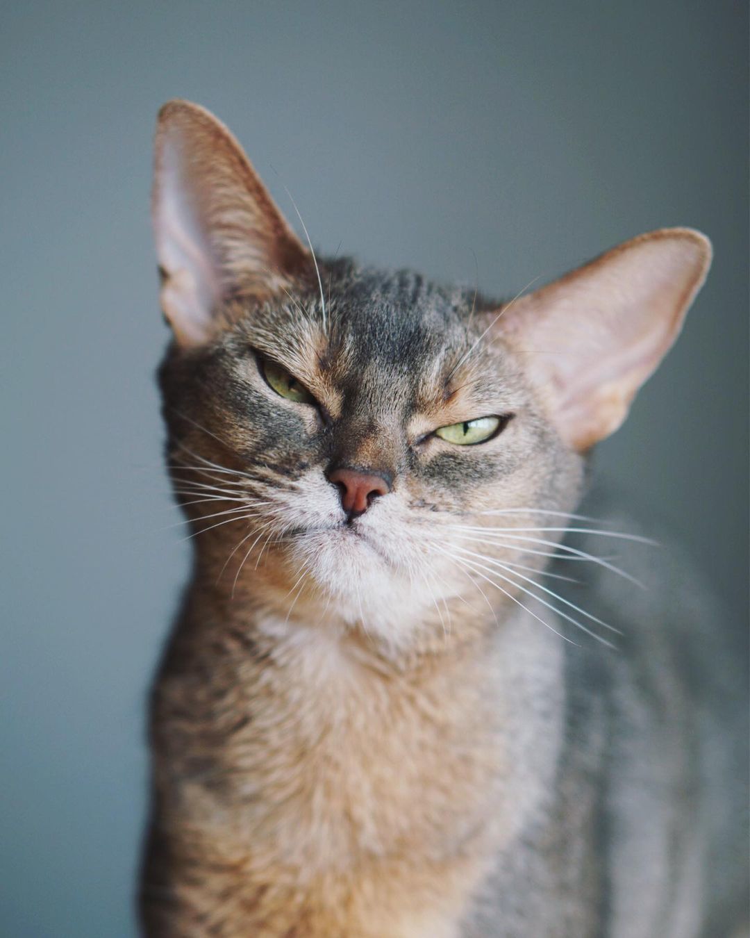 I love my cats, probably as much as they love me :)) - cat, Abyssinian cat, Longpost