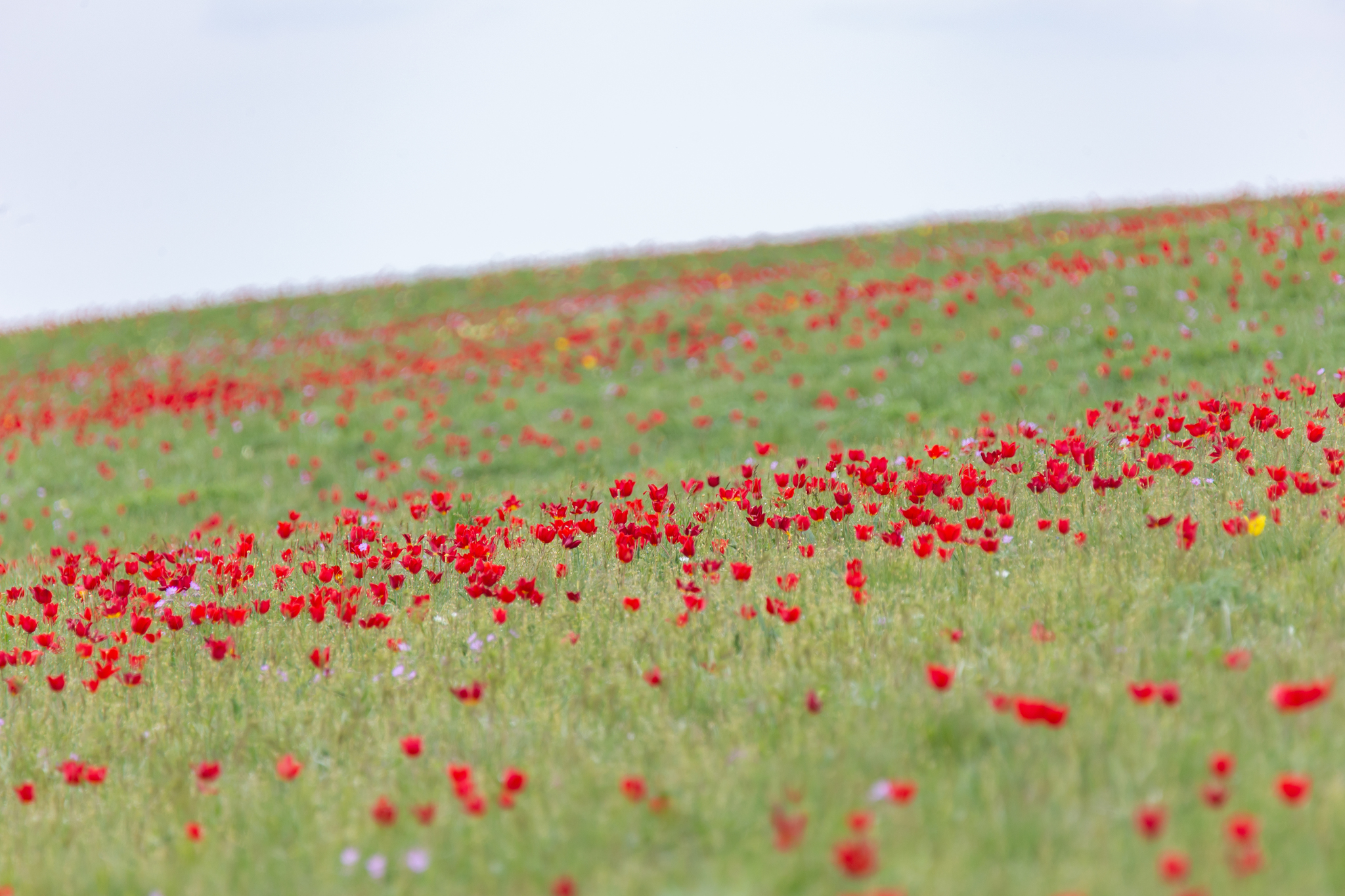 The land of tulips - the banks of Manych - My, Tulip Festival, Tulips, Spring, 2021, Travel across Russia, The photo, Lake, Rostov region, Longpost