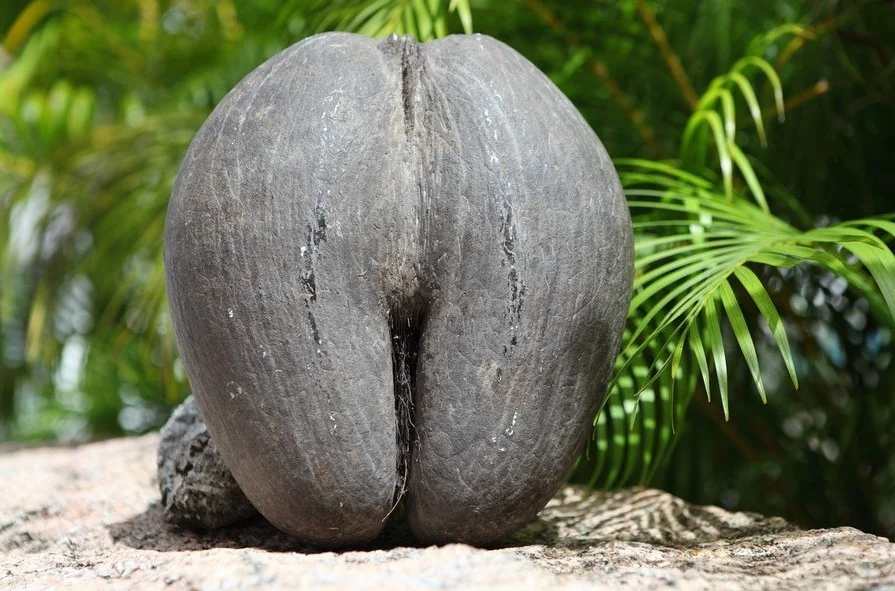 A seed that weighs 45 kg and has an amazing shape - Plants, Palm trees, Yandex Zen, Longpost