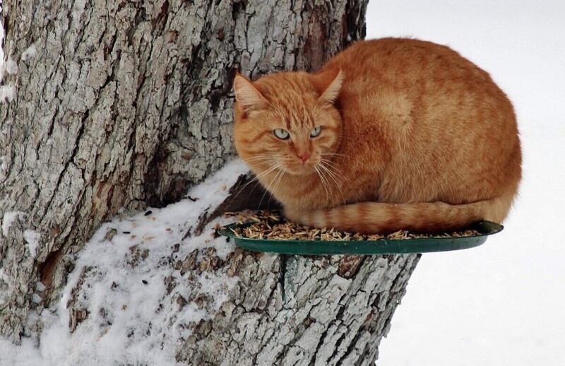 Saffron milk caps - cat, Redheads, Longpost