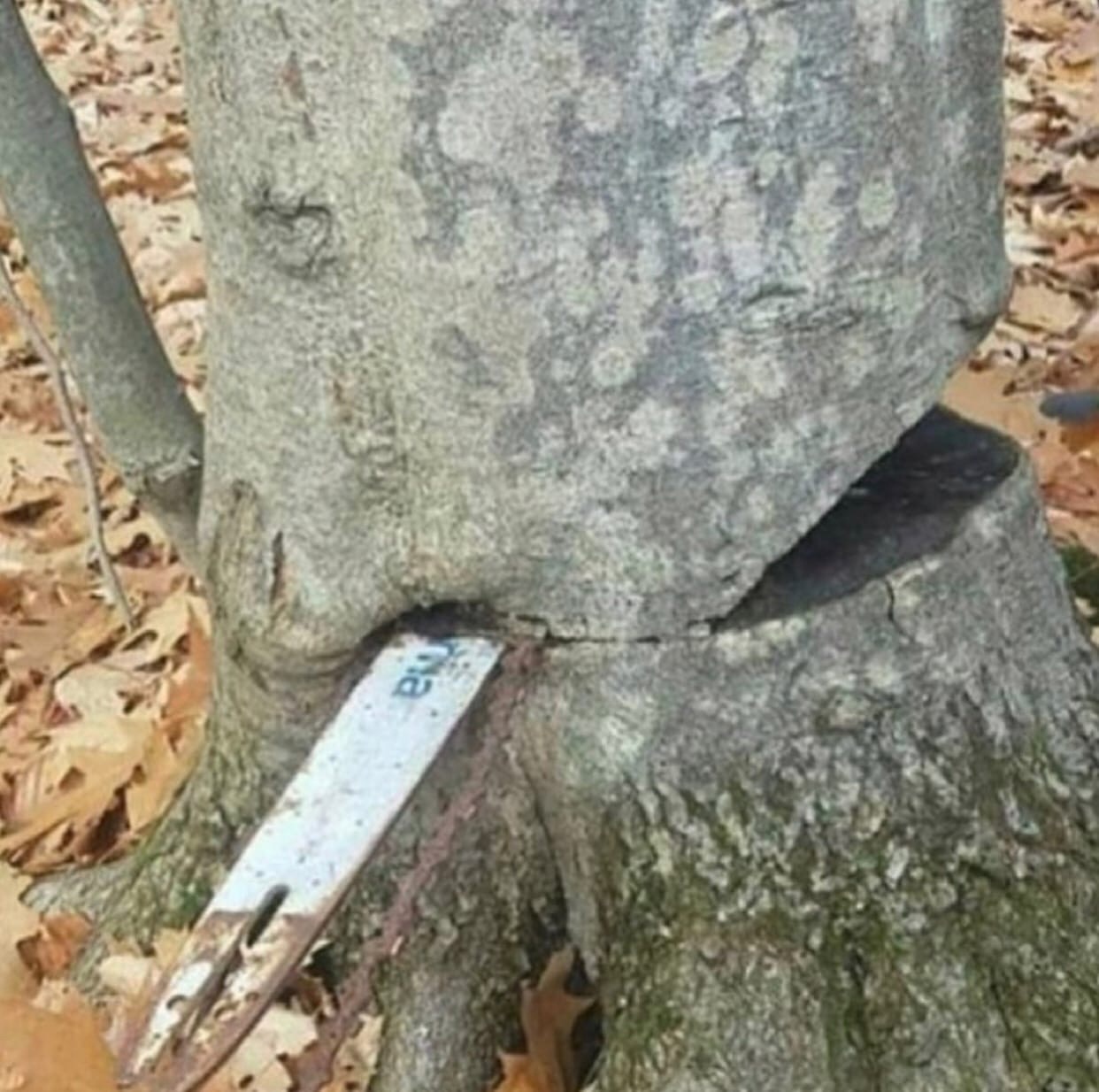 The saw blade remained clamped in the tree - Chainsaw, Tree, The photo