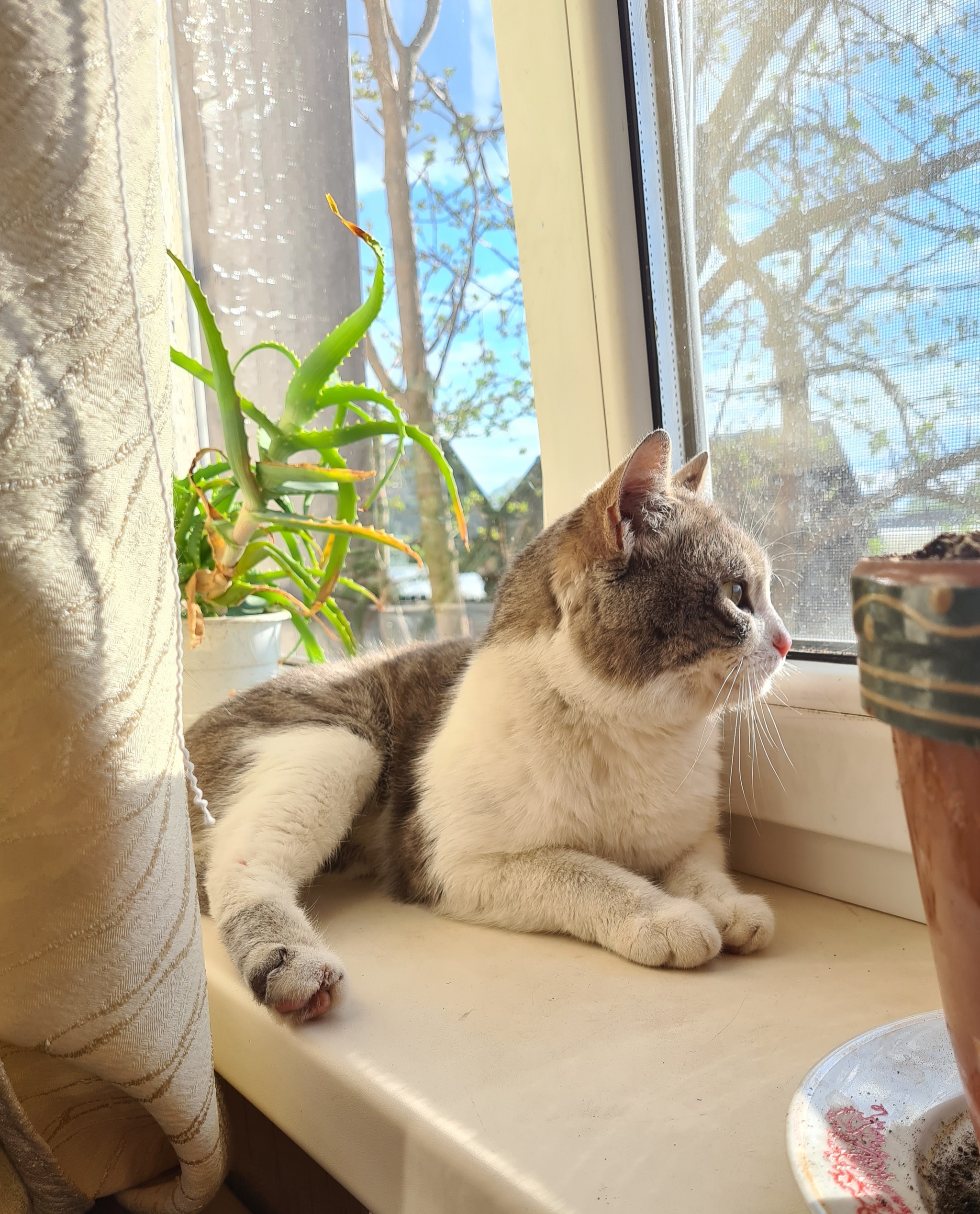 Cat on the windowsill - My, cat, Pets, Window, Observation