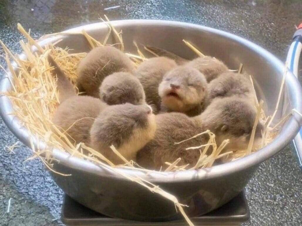 In case you suddenly urgently need to see a bowl of otters - Pelvis, Young, Otter, Milota