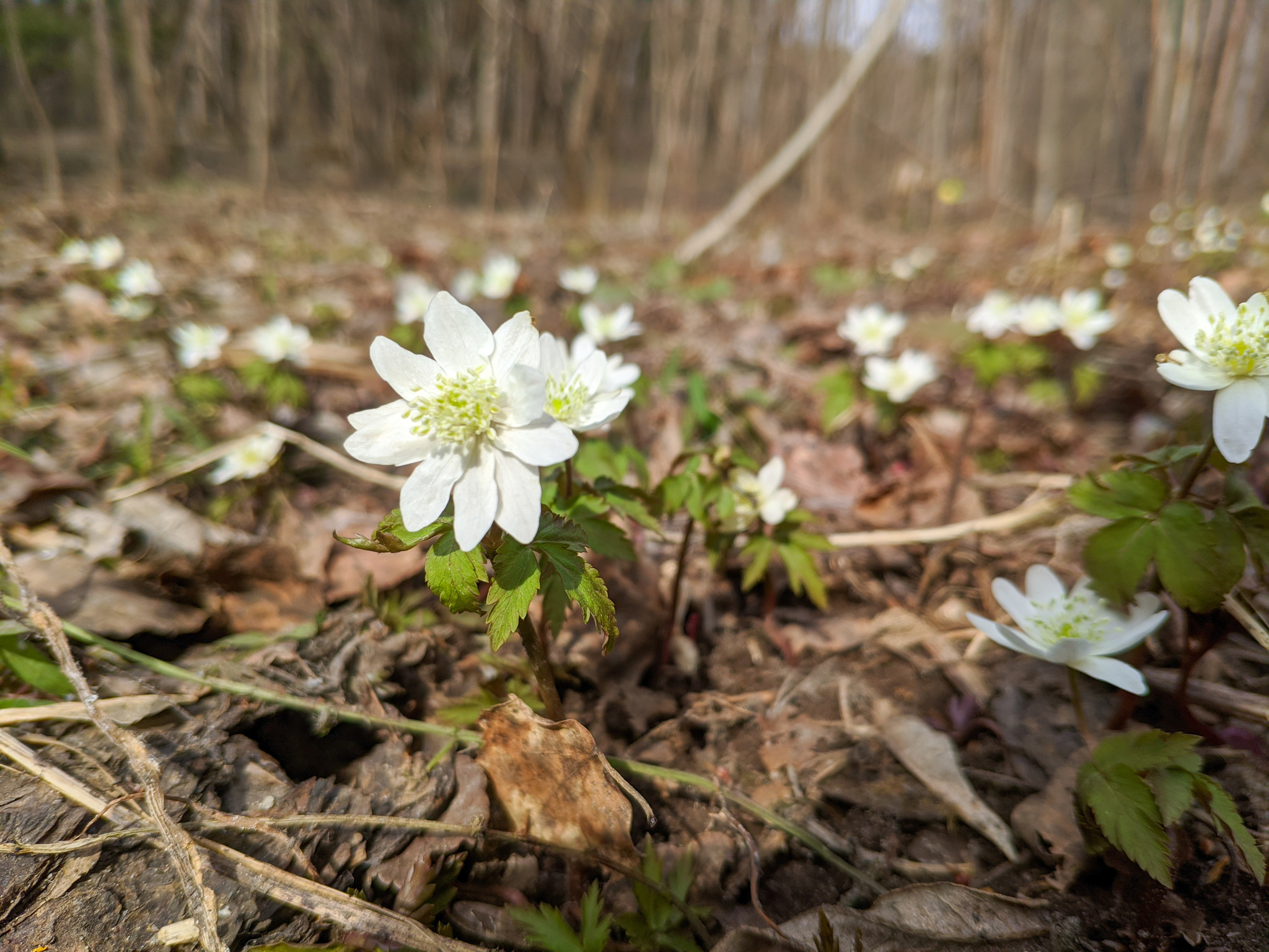 Anemone - My, Spring, The photo, Flowers