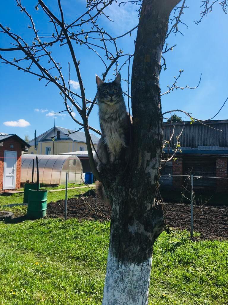 Overseer - My, cat, Village