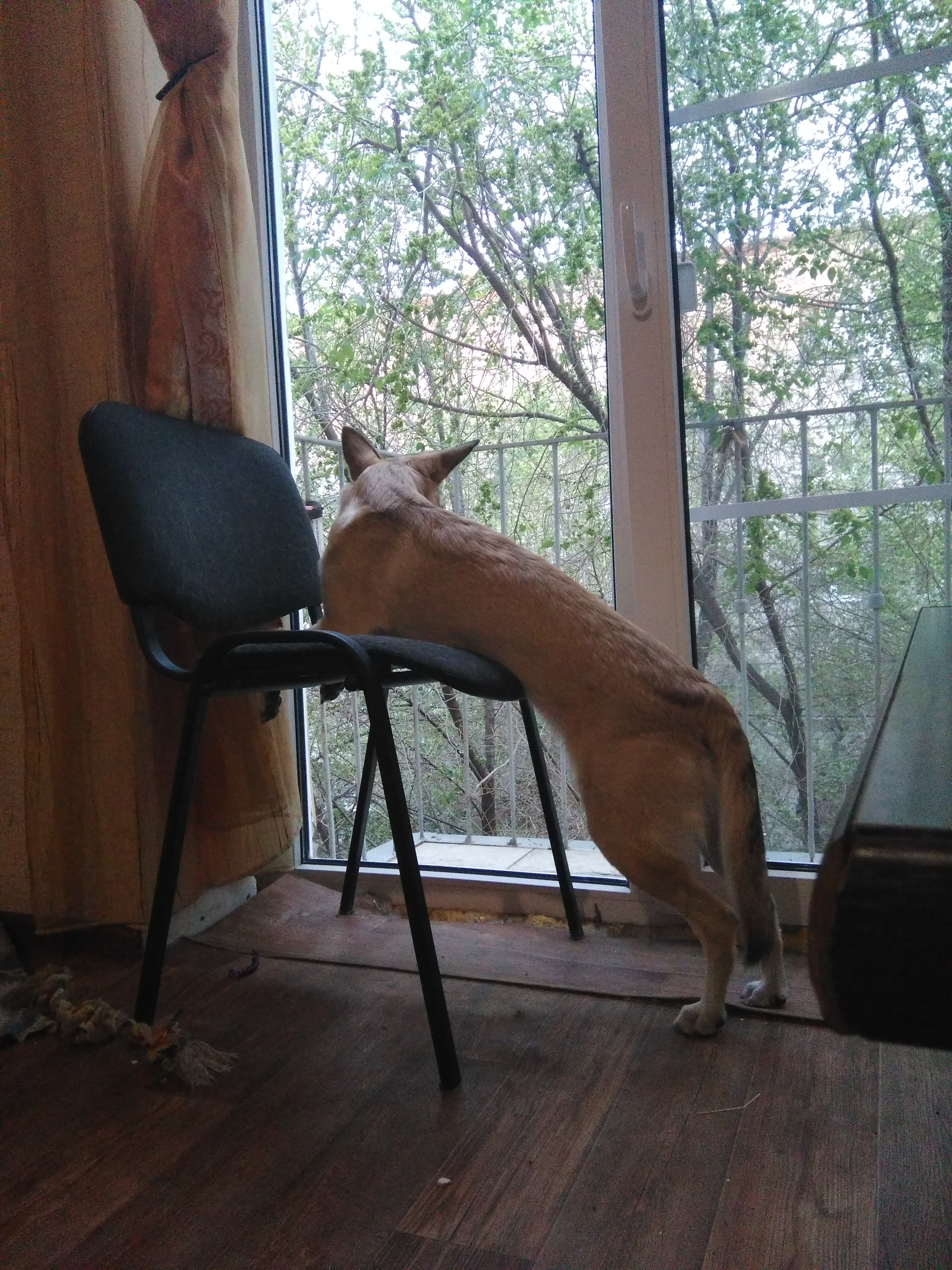 Do your dogs look out the window? - Dog, Window, Pets