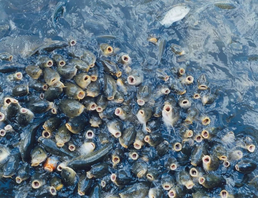 Замор водоема. Ринко Каваучи (Rinko Kawauchi). Зимний замор рыбы. Много рыбы в воде. Рыбки в воде.