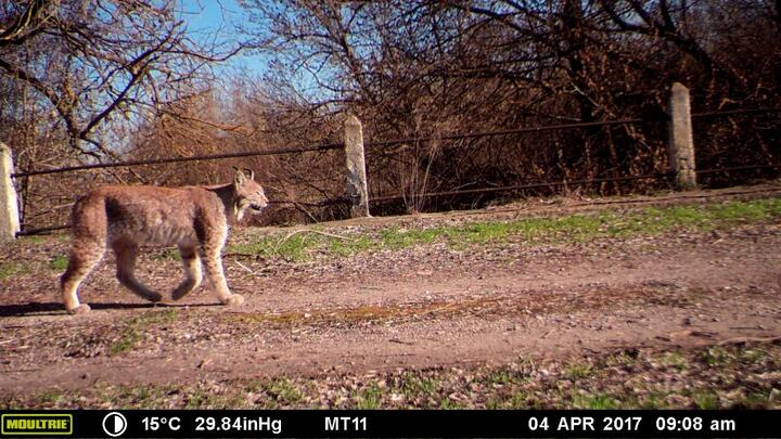 There are more lynxes in the Chernobyl zone of Belarus - Wild animals, Republic of Belarus, Chernobyl, Lynx, Small cats, Cat family, Predator, Ungulates, Wolf, The Bears, Animals