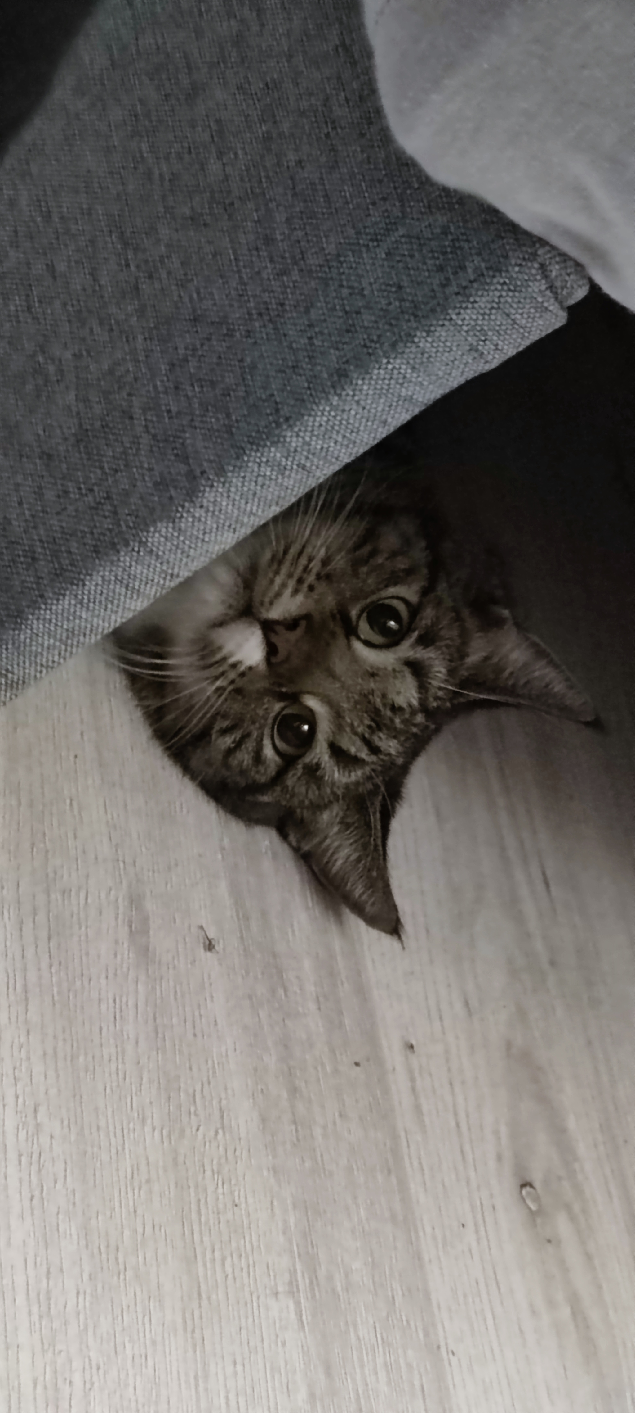 In hiding - My, cat, Milota, Longpost