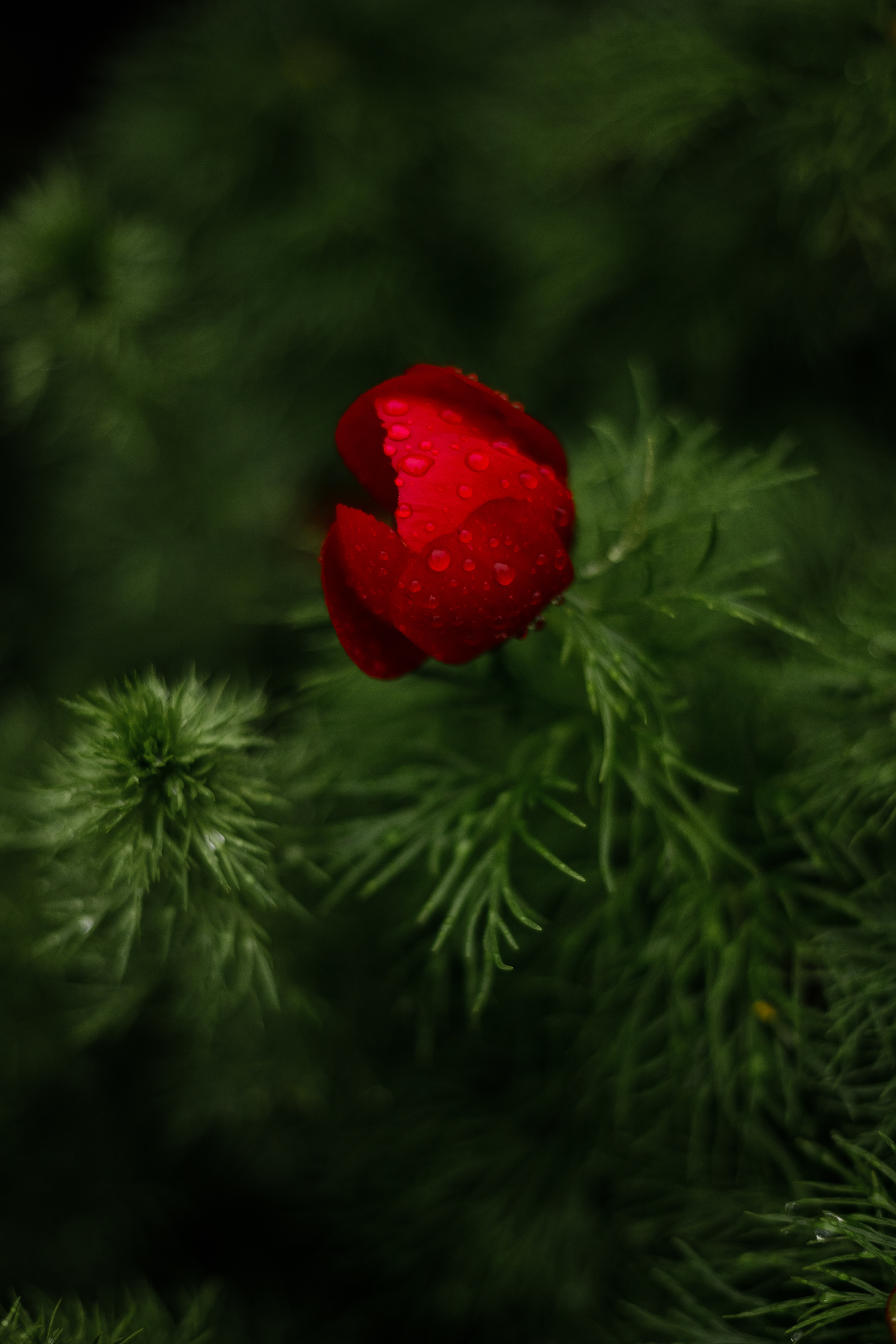 Wild peonies, they are also shaggy - My, The photo, Wildflowers, Flowers, Nature, Rain, Spring, Stavropol region, Longpost, Peonies