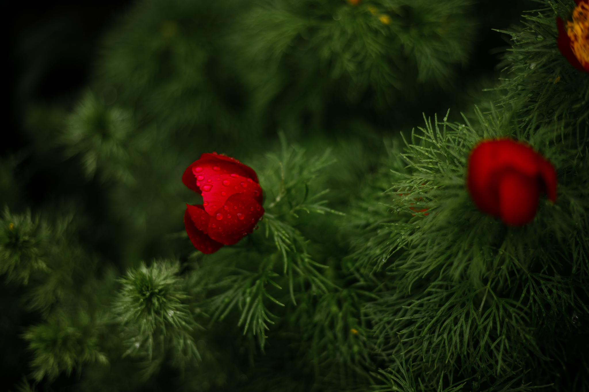 Wild peonies, they are also shaggy - My, The photo, Wildflowers, Flowers, Nature, Rain, Spring, Stavropol region, Longpost, Peonies