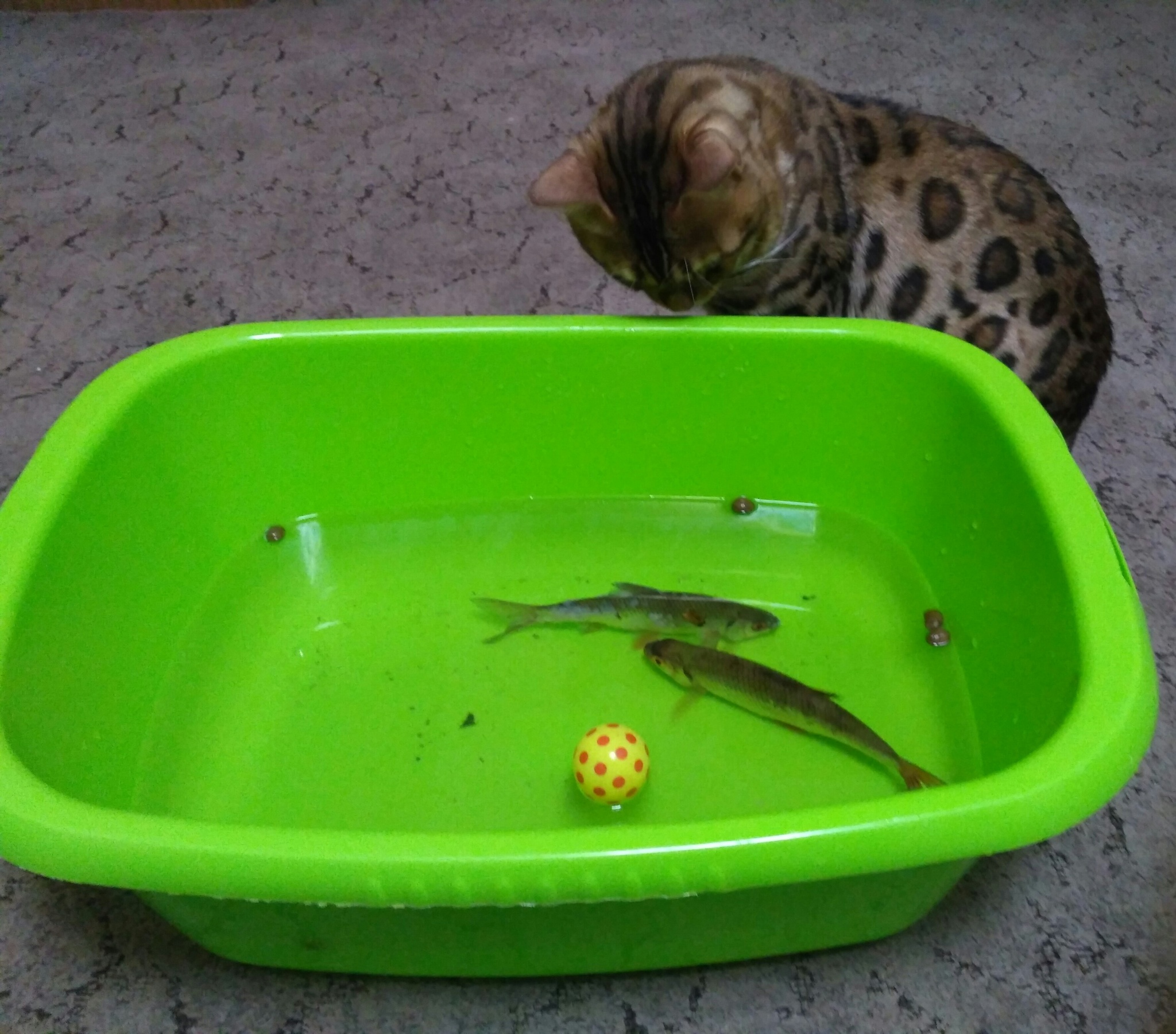 My cat is a pacifist... - My, Bengal cat, Pets, cat