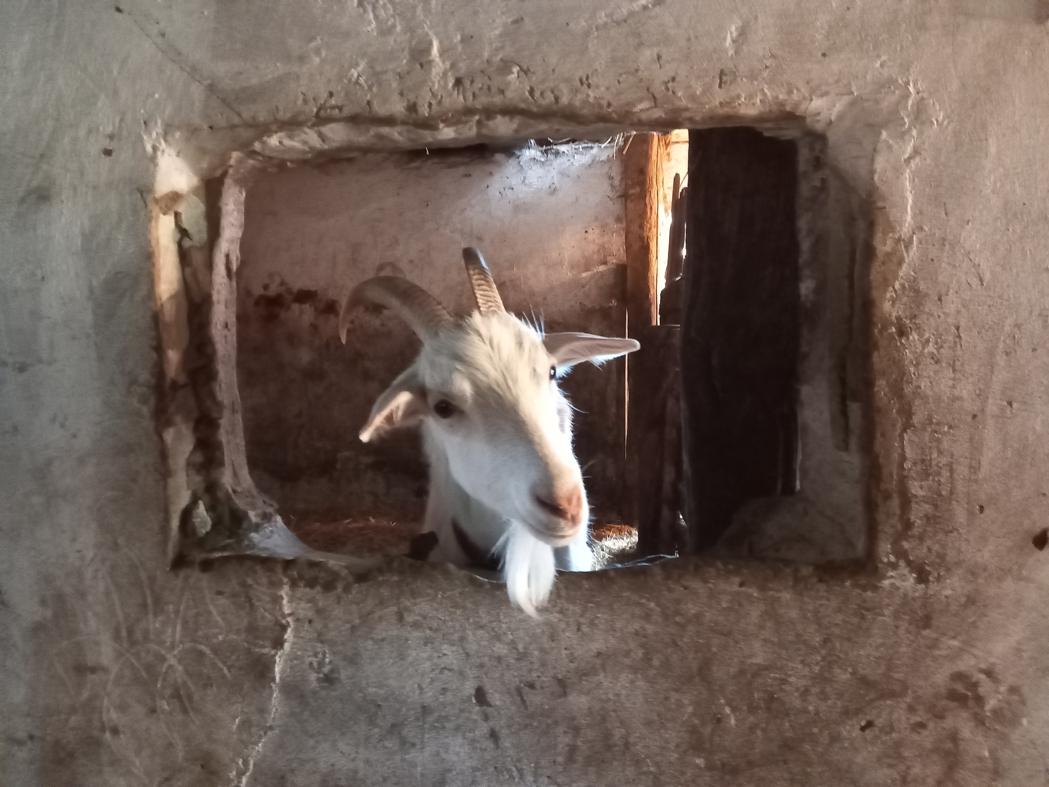 Goat in the window - My, Goat, The photo, Village