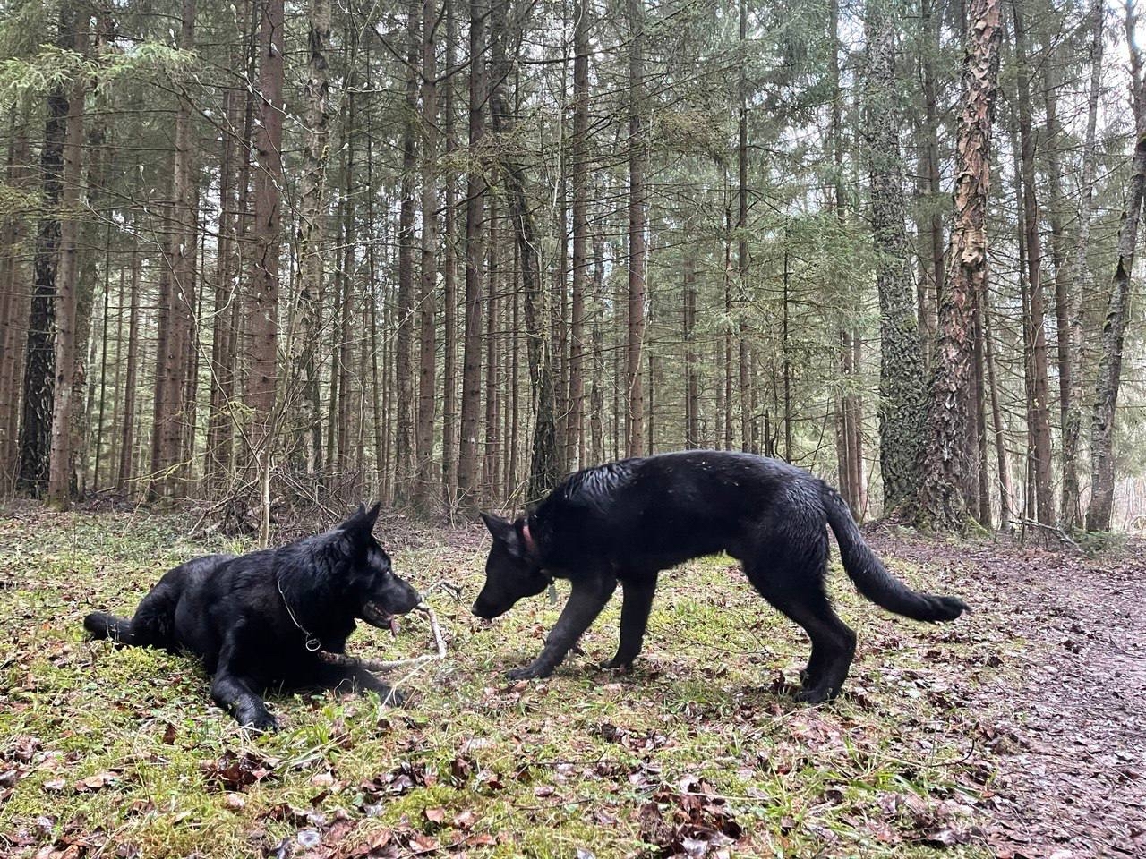 Dogs - My, Dog, The photo, Forest, German Shepherd