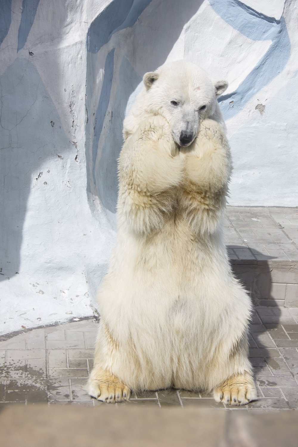 good girl - The Bears, Polar bear, Novosibirsk Zoo, The national geographic, The photo, Animals, Milota