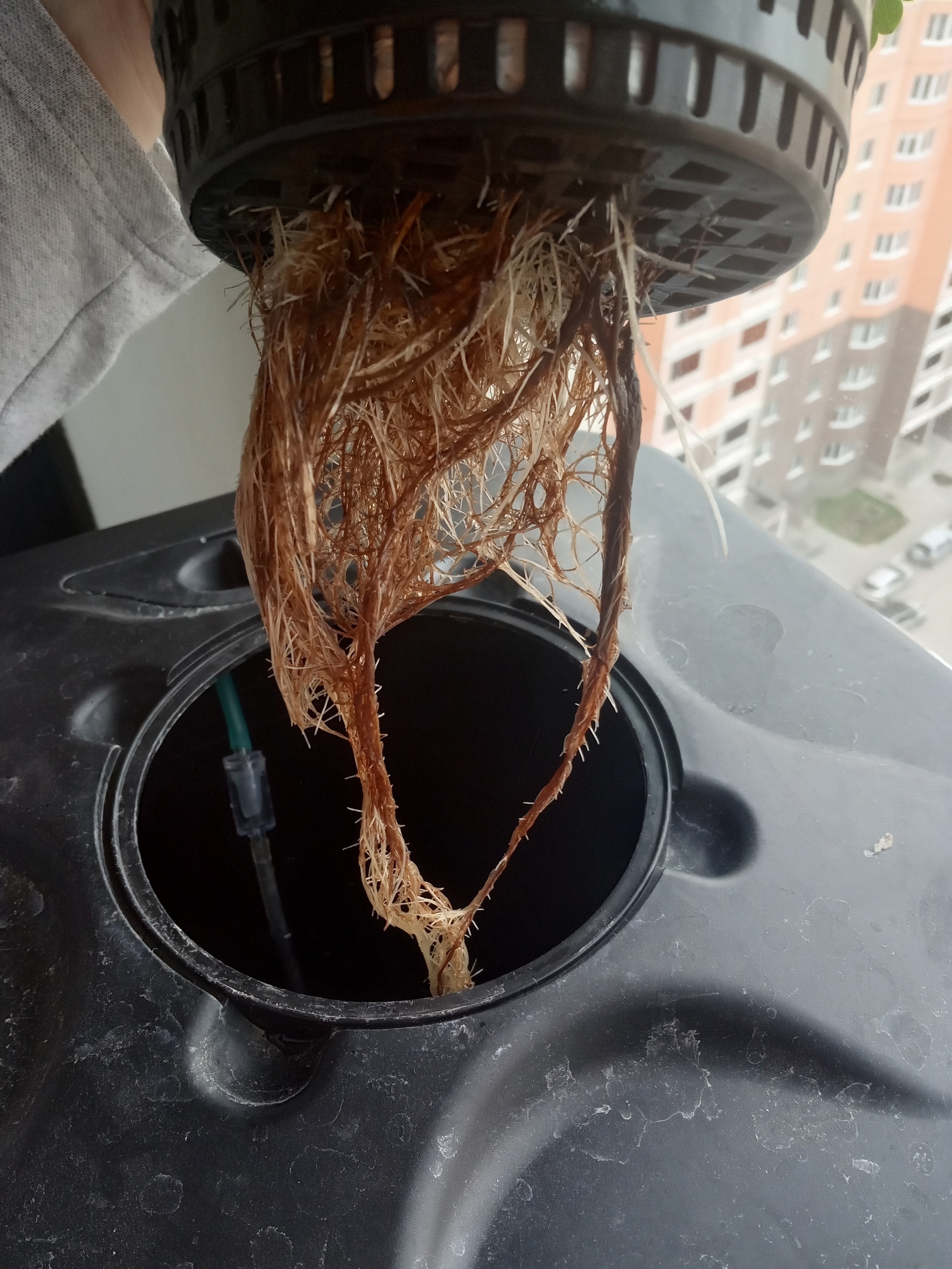 Root problems during plant transition stages - My, Hydroponics, Сельское хозяйство, Longpost