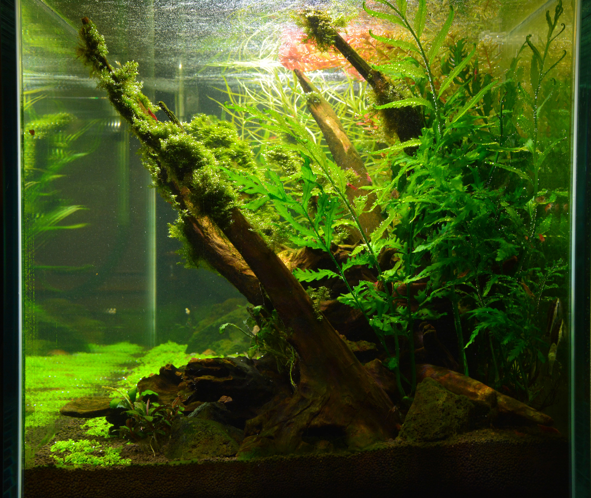 Aquarium - My, Longpost, Aquarium, Aquascape, Design