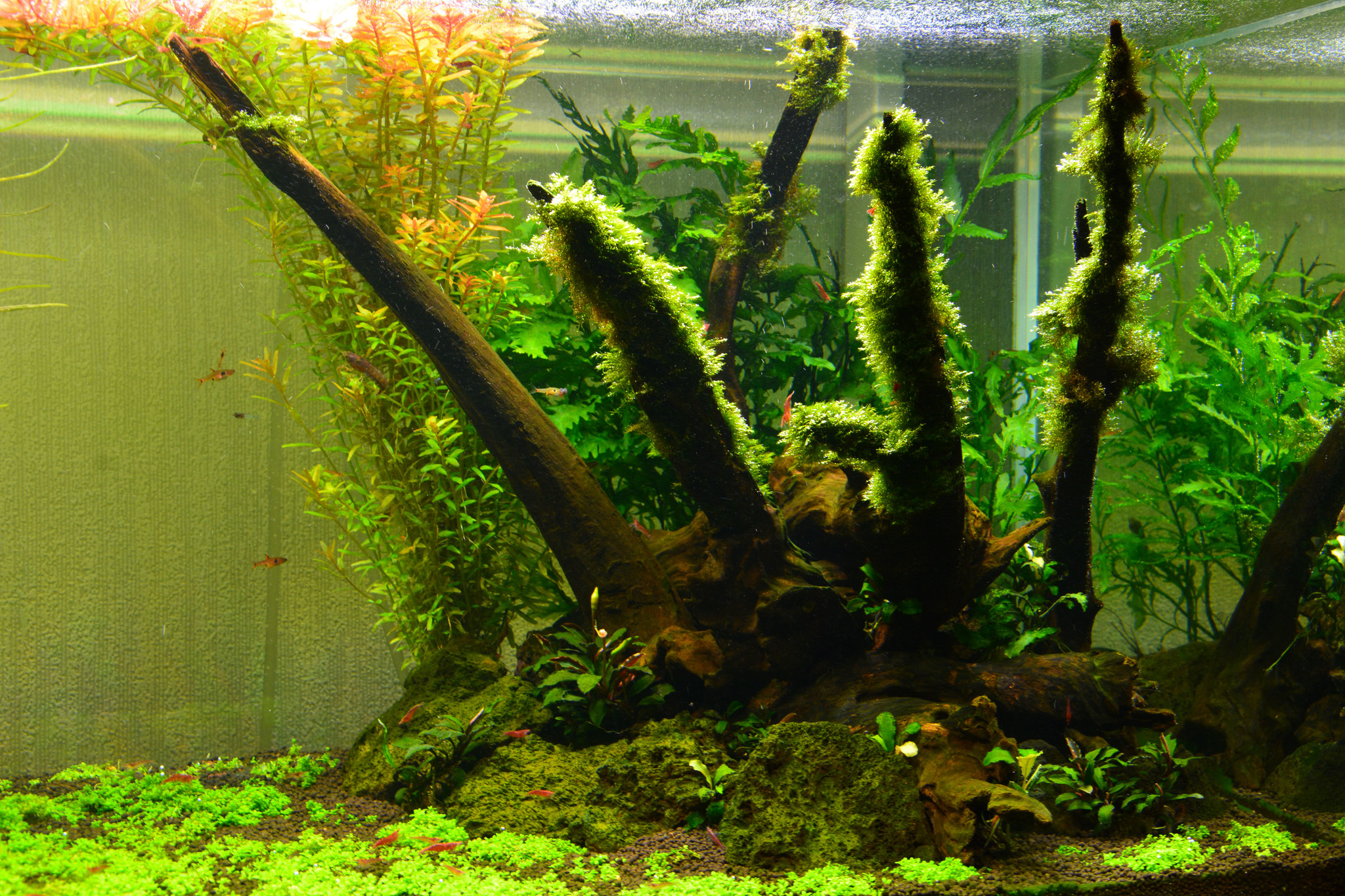 Aquarium - My, Longpost, Aquarium, Aquascape, Design