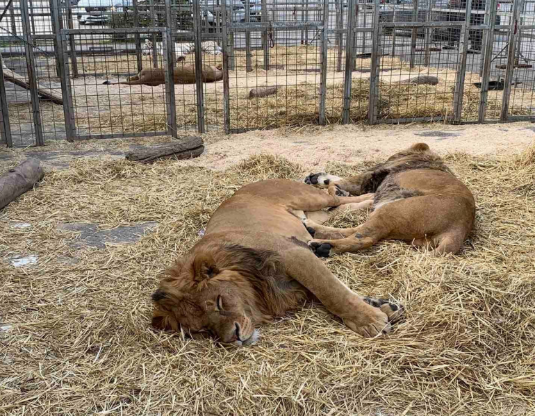 Veterinarians examined circus tigers and lions, about whose suffering Ulyanovsk residents wrote on social networks - Tiger, Bengal tiger, a lion, Big cats, Cat family, Animals, Circus, Vet, news, Zavolzhye, Longpost