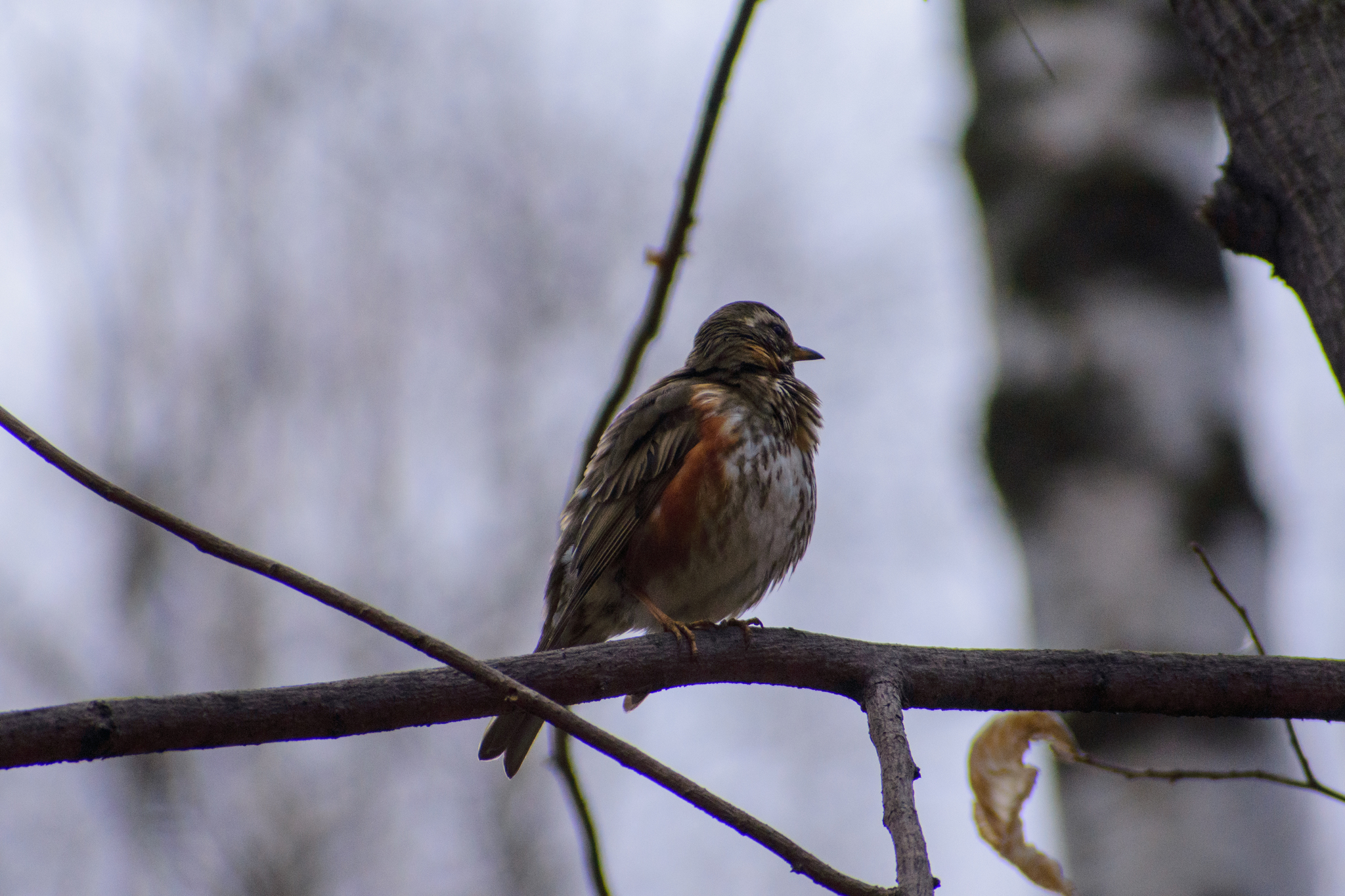 Did you forget your head at home? - My, Ornithology, Biology, The photo, Birds, Animals, Nikon