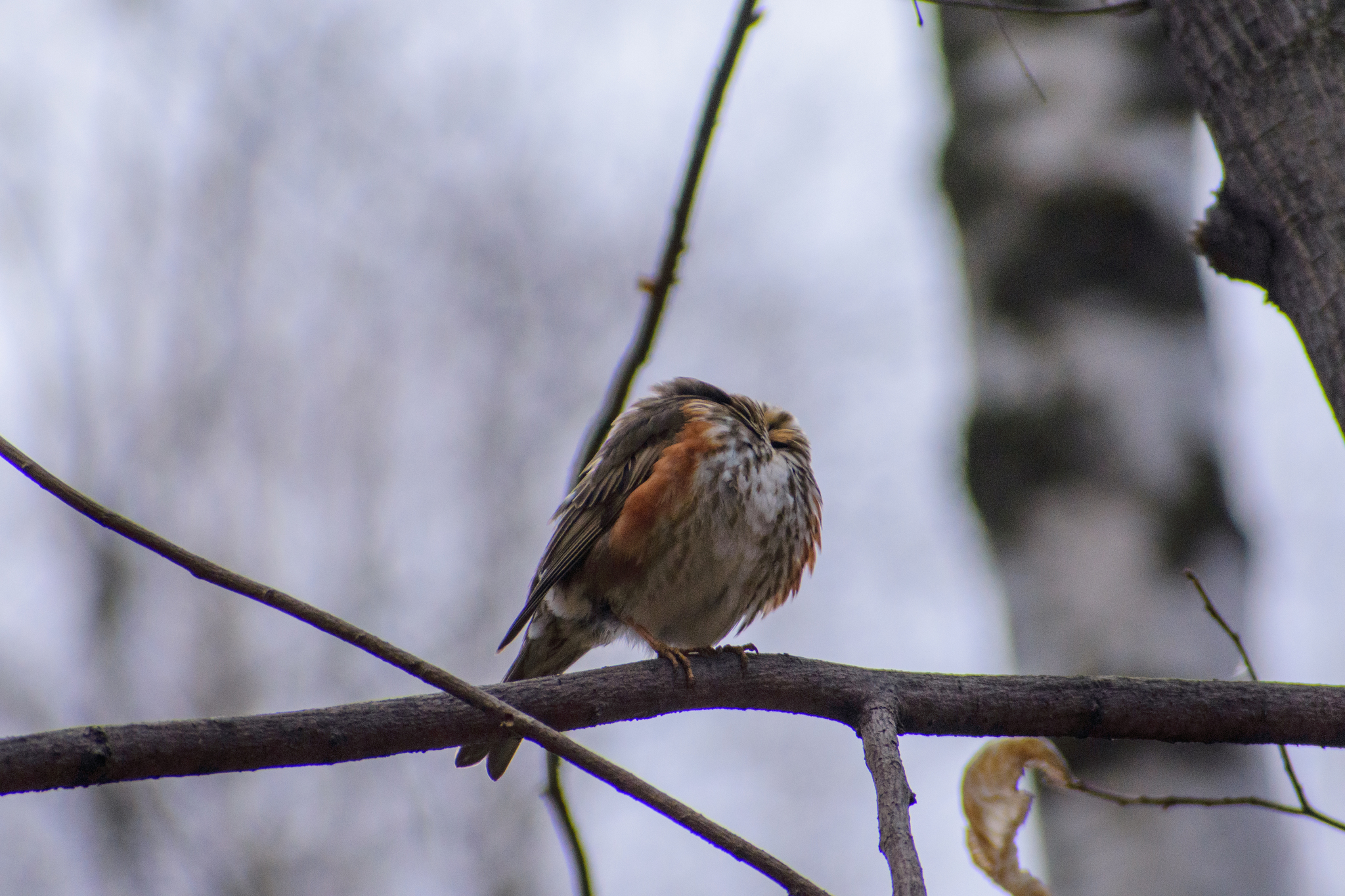 Did you forget your head at home? - My, Ornithology, Biology, The photo, Birds, Animals, Nikon