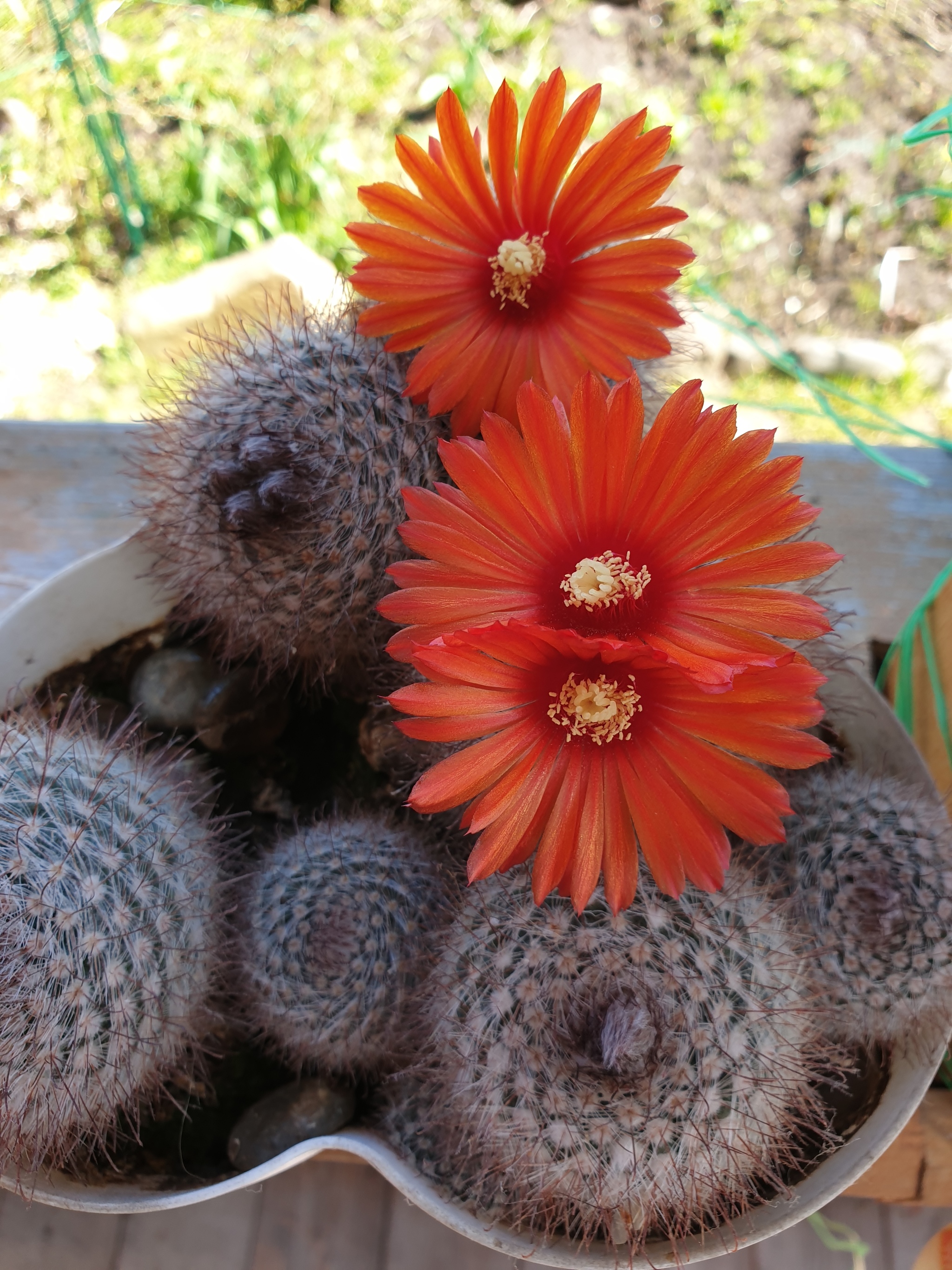 Mamillaria - My, Houseplants, Flowers, Blooming cacti, Longpost, Cactus