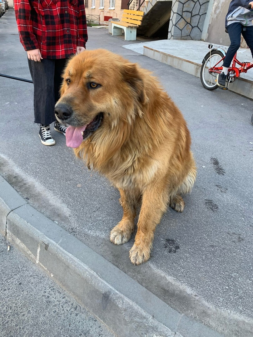 Help me find the owner - My, Saint Petersburg, Dog, Lost, No rating, Wolfhound, Buryat-Mongolian Wolfhound, Found a dog