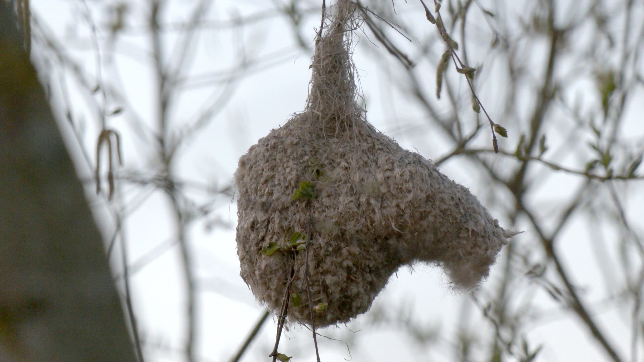 MITTENS are hanging on the trees of St. Petersburg again! - My, Birds, Remez, Bird watching, Animals, Nature, Saint Petersburg, Each creature has a pair, Longpost