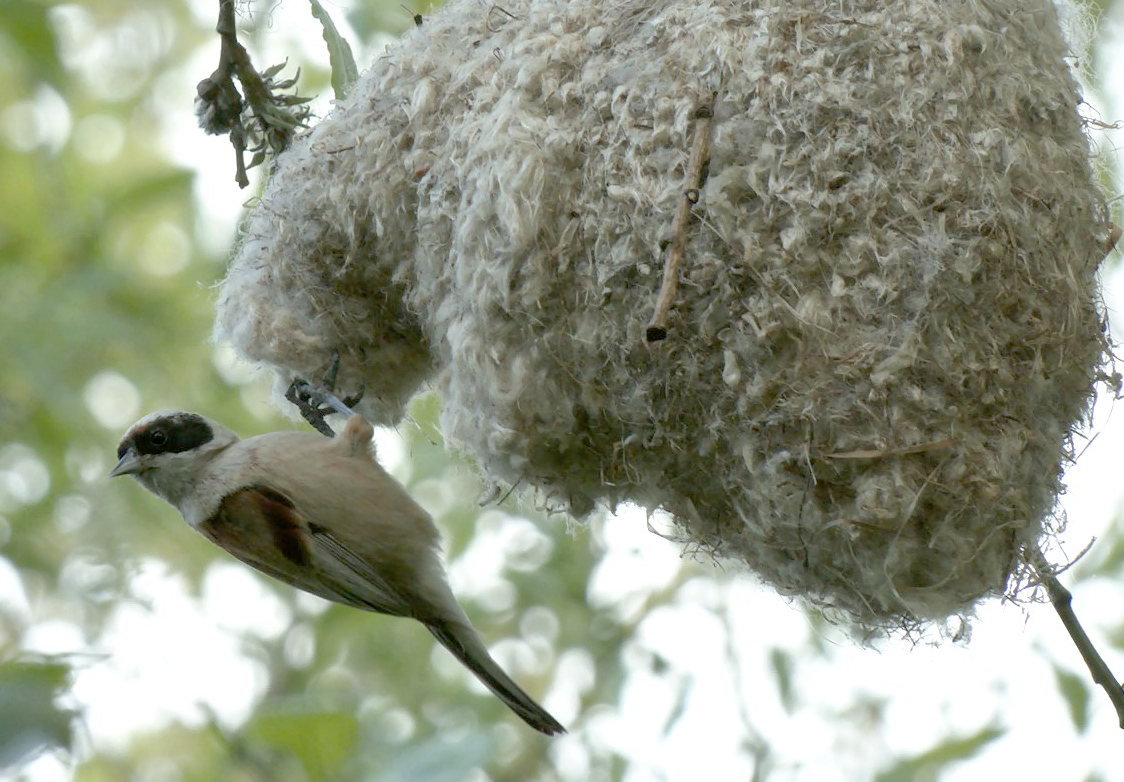 MITTENS are hanging on the trees of St. Petersburg again! - My, Birds, Remez, Bird watching, Animals, Nature, Saint Petersburg, Each creature has a pair, Longpost