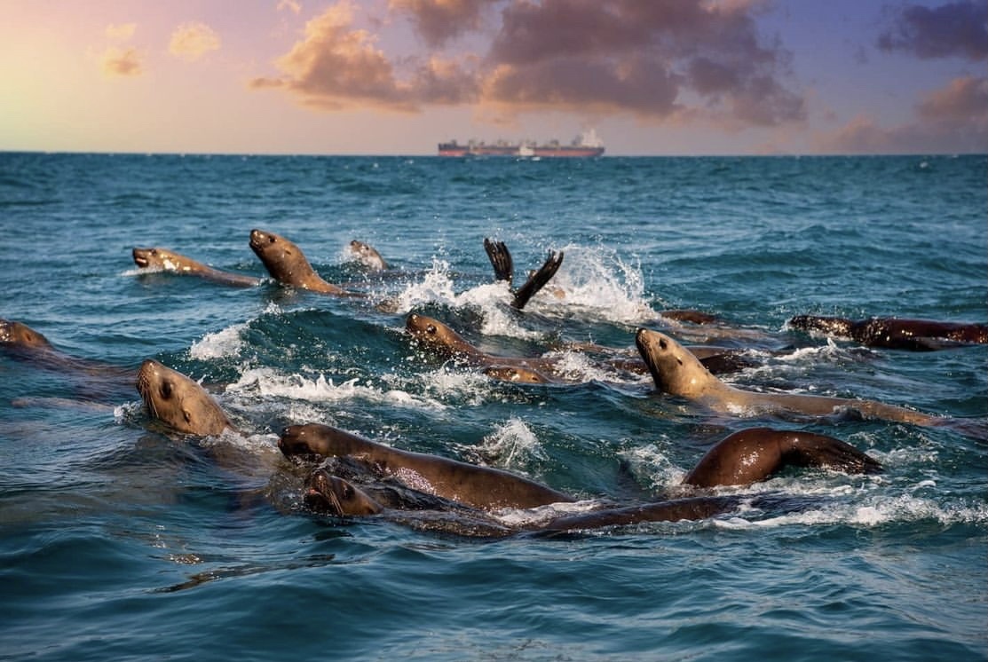 Swans, sea lions and Aniva lighthouse, Sakhalin - Sakhalin, Swans, Sunset, Aniva, Sea lions, Nevelsk, Sakhalin Region, Travel across Russia, Longpost