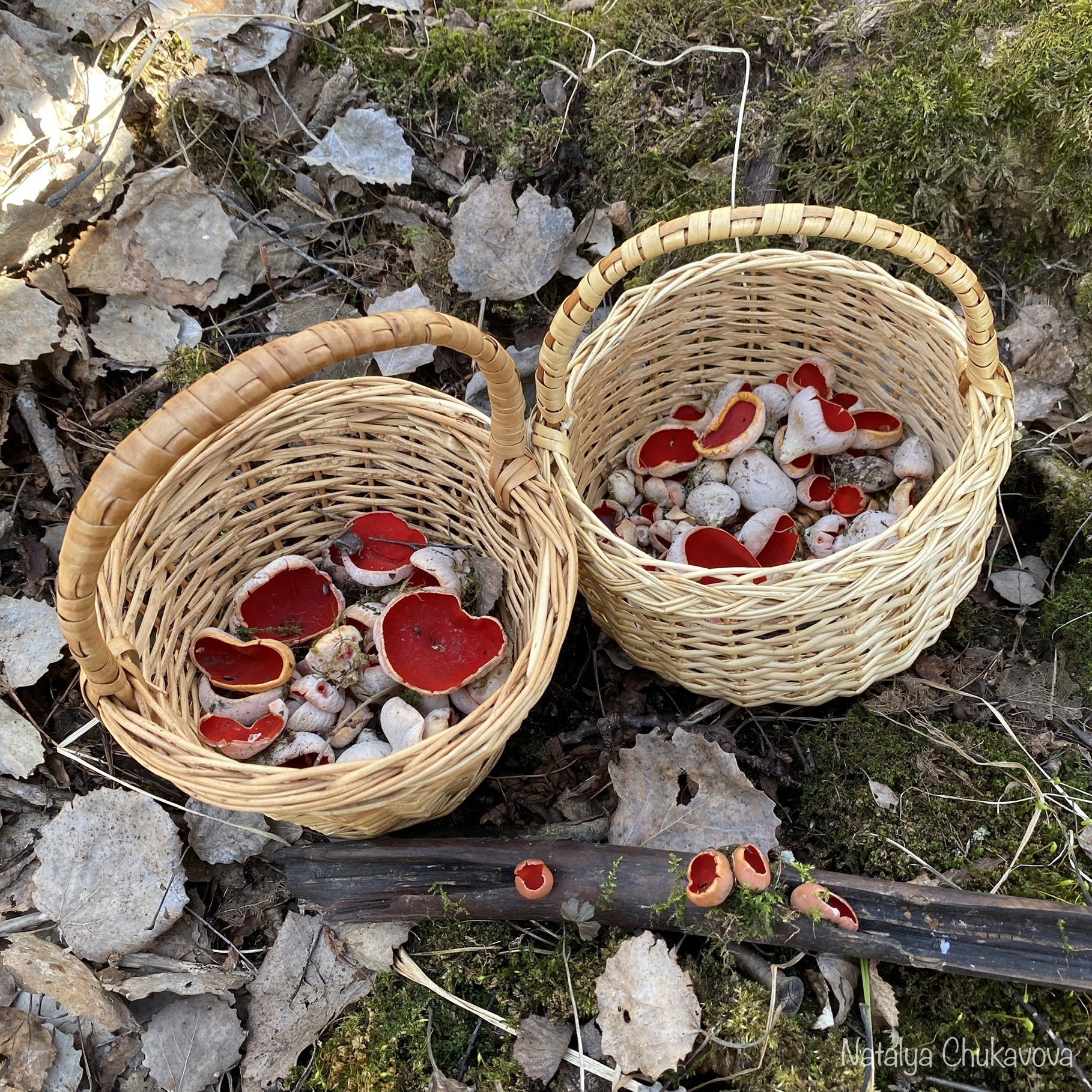 Opening of the mushroom season 2021 - My, Mushrooms, Mushroom pickers, Forest, Longpost