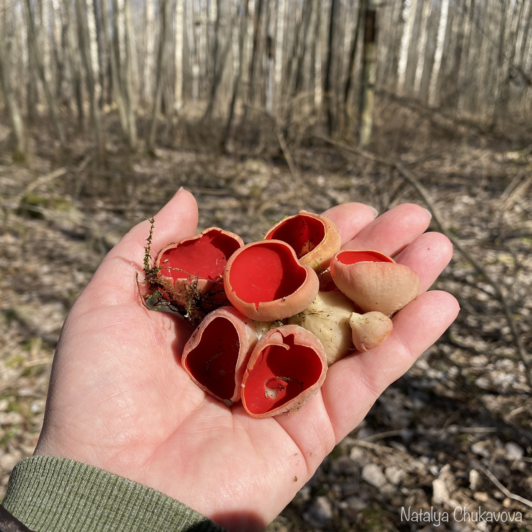 Opening of the mushroom season 2021 - My, Mushrooms, Mushroom pickers, Forest, Longpost