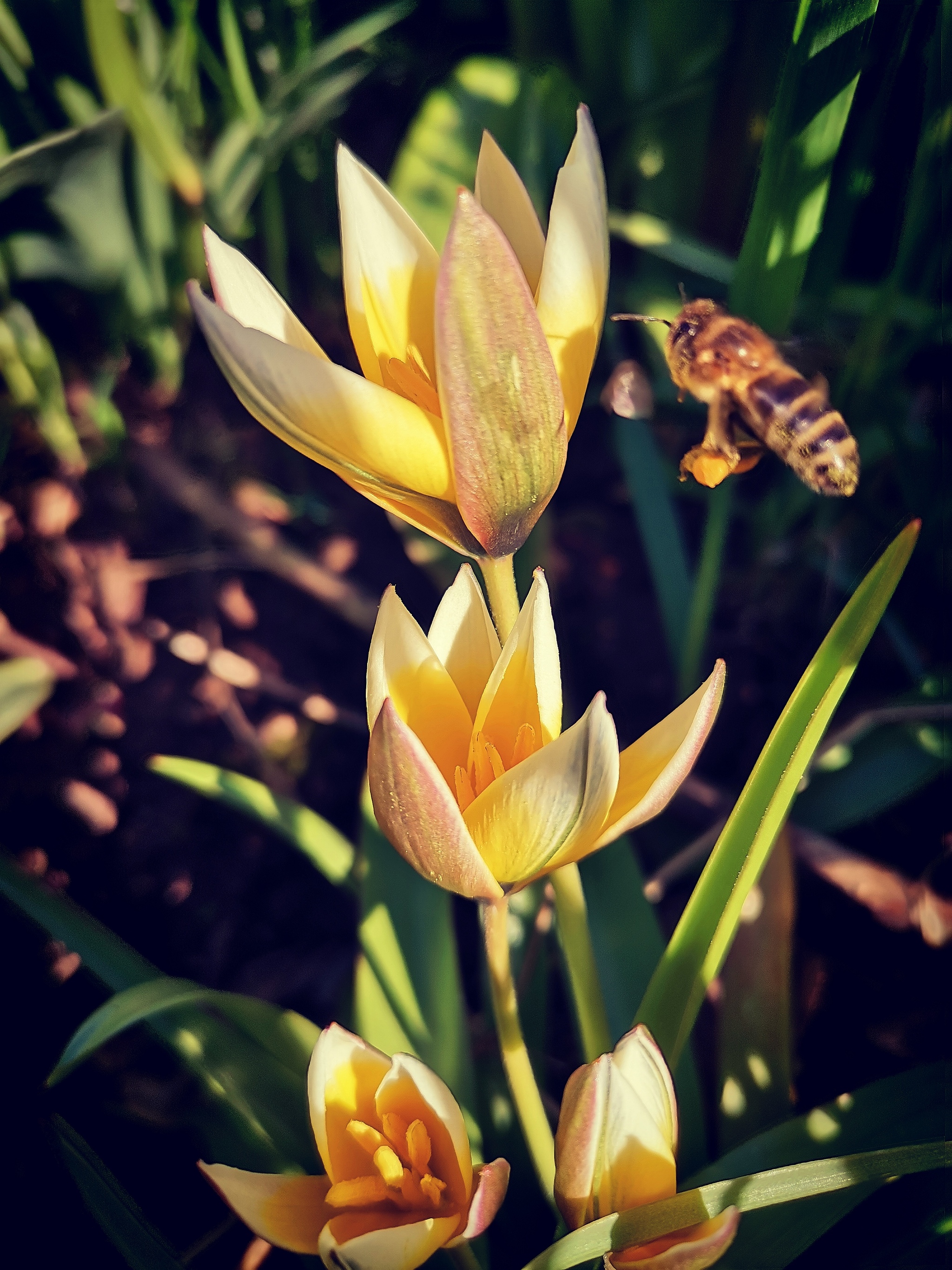 Spring came - My, The photo, Bees, Flowers, Spring, Huawei, Insects