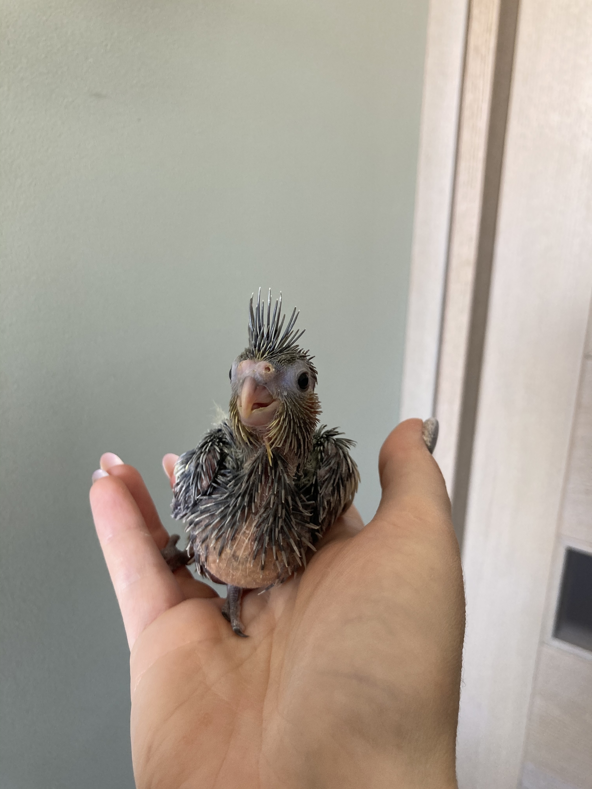 Baby Corella - My, Chick, Corella, A parrot, Pets, Longpost, Birds